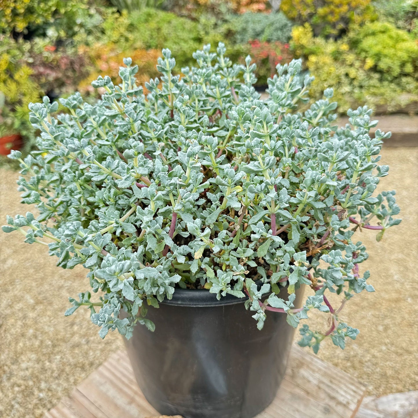 Pink Ice plant Succulent 'Oscularia deltoides'