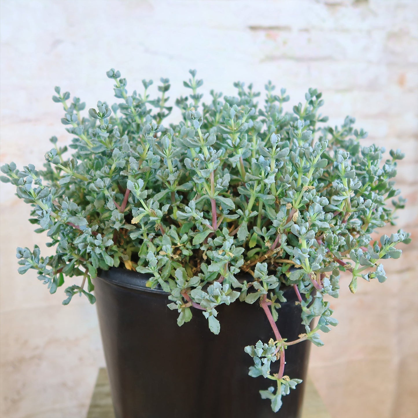 Pink Ice plant Succulent 'Oscularia deltoides'