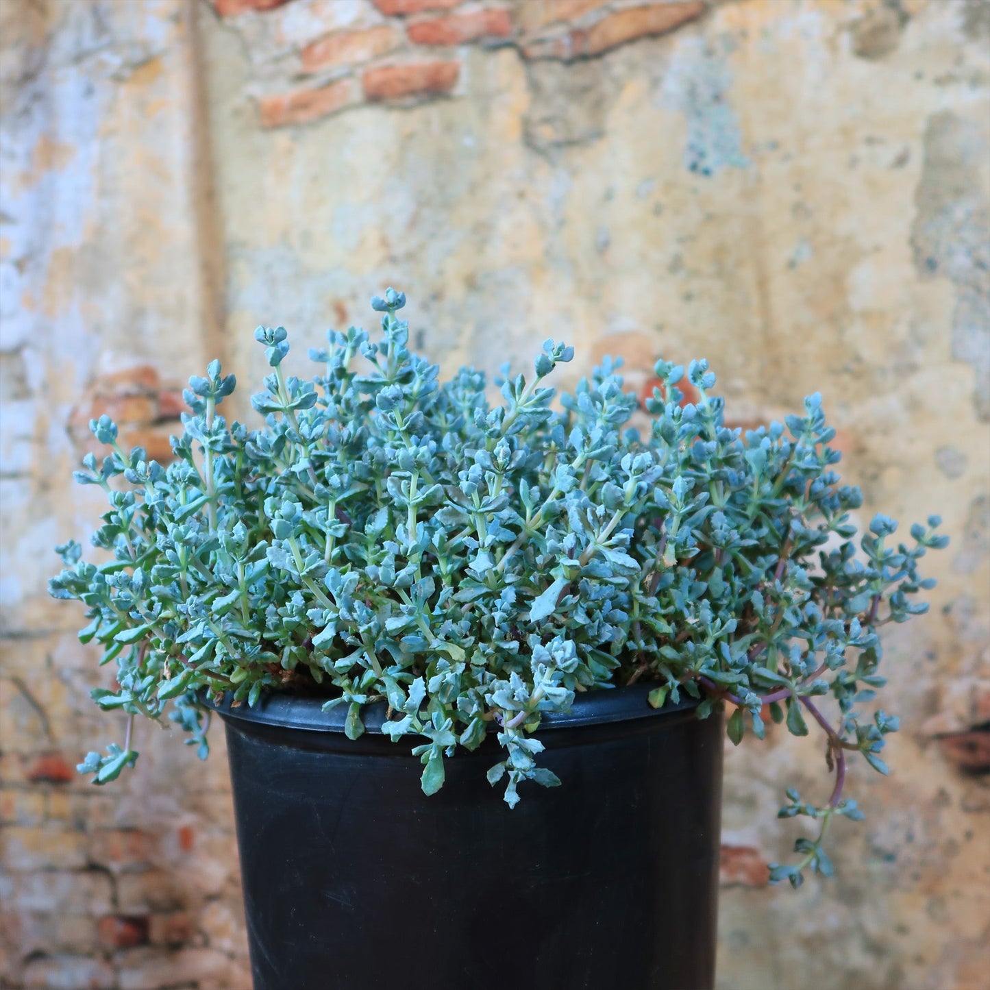 Pink Ice plant Succulent 'Oscularia deltoides'