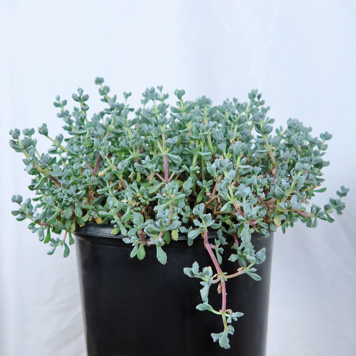 Pink Ice plant Succulent 'Oscularia deltoides'
