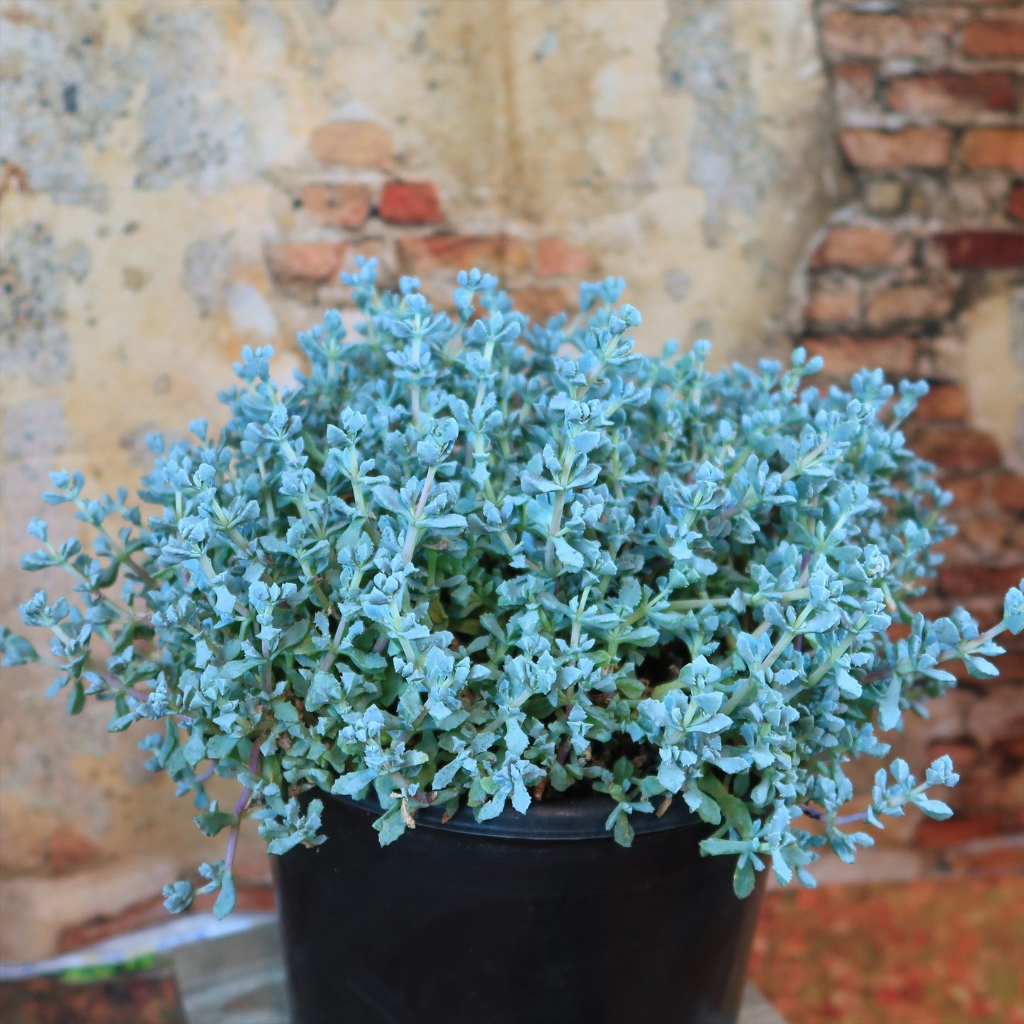 Pink Ice plant Succulent 'Oscularia deltoides'