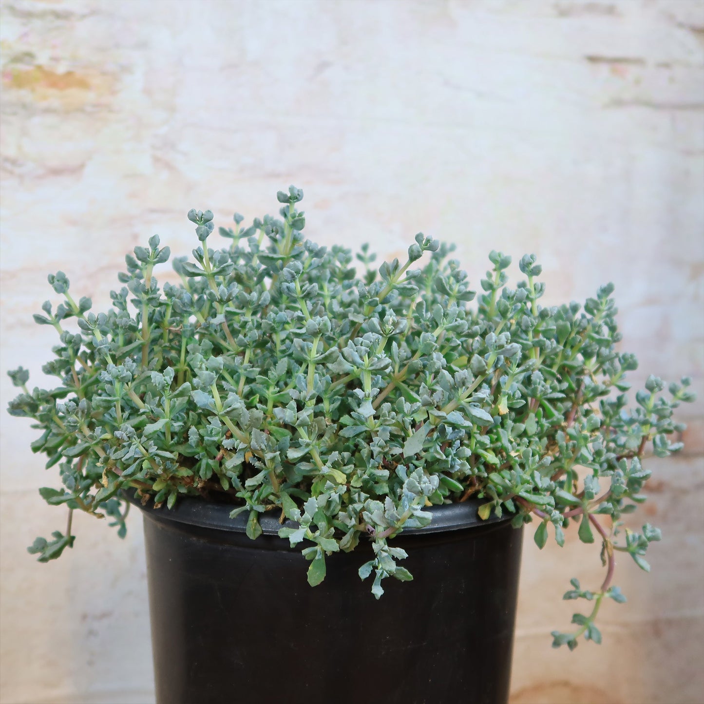 Pink Ice plant Succulent 'Oscularia deltoides'