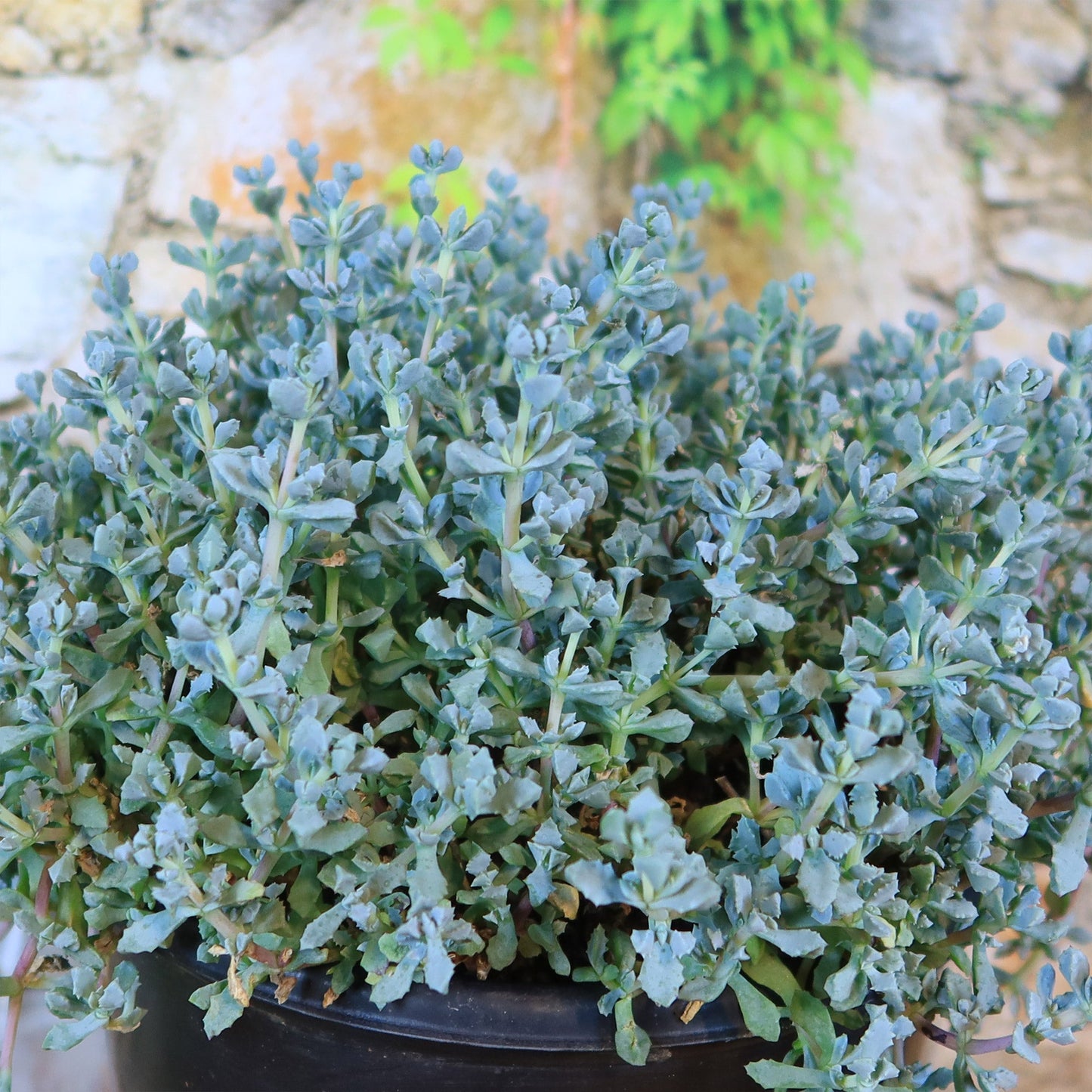 Pink Ice plant Succulent 'Oscularia deltoides'