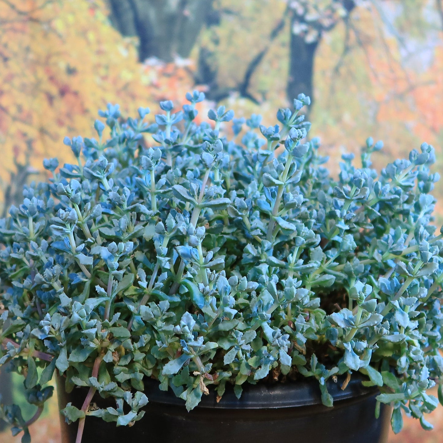 Pink Ice plant Succulent 'Oscularia deltoides'