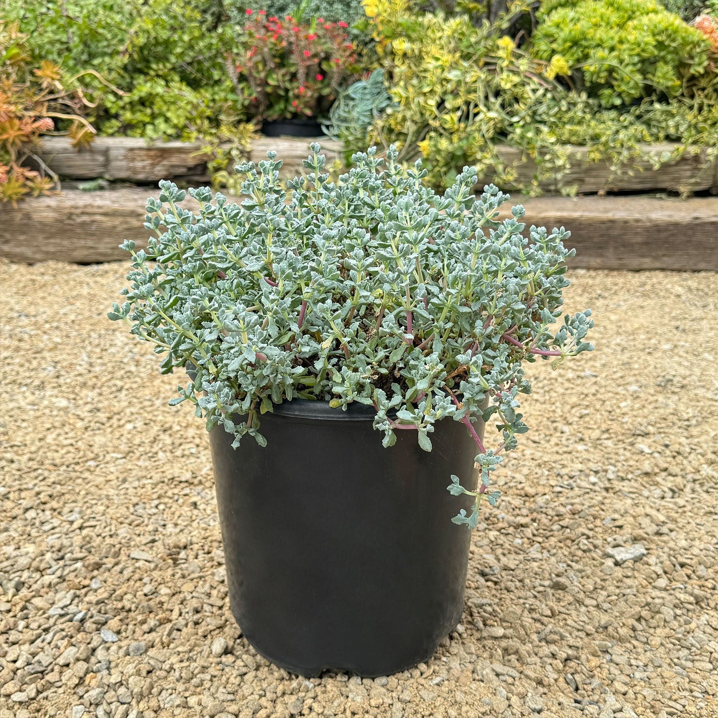 Pink Ice plant Succulent 'Oscularia deltoides'