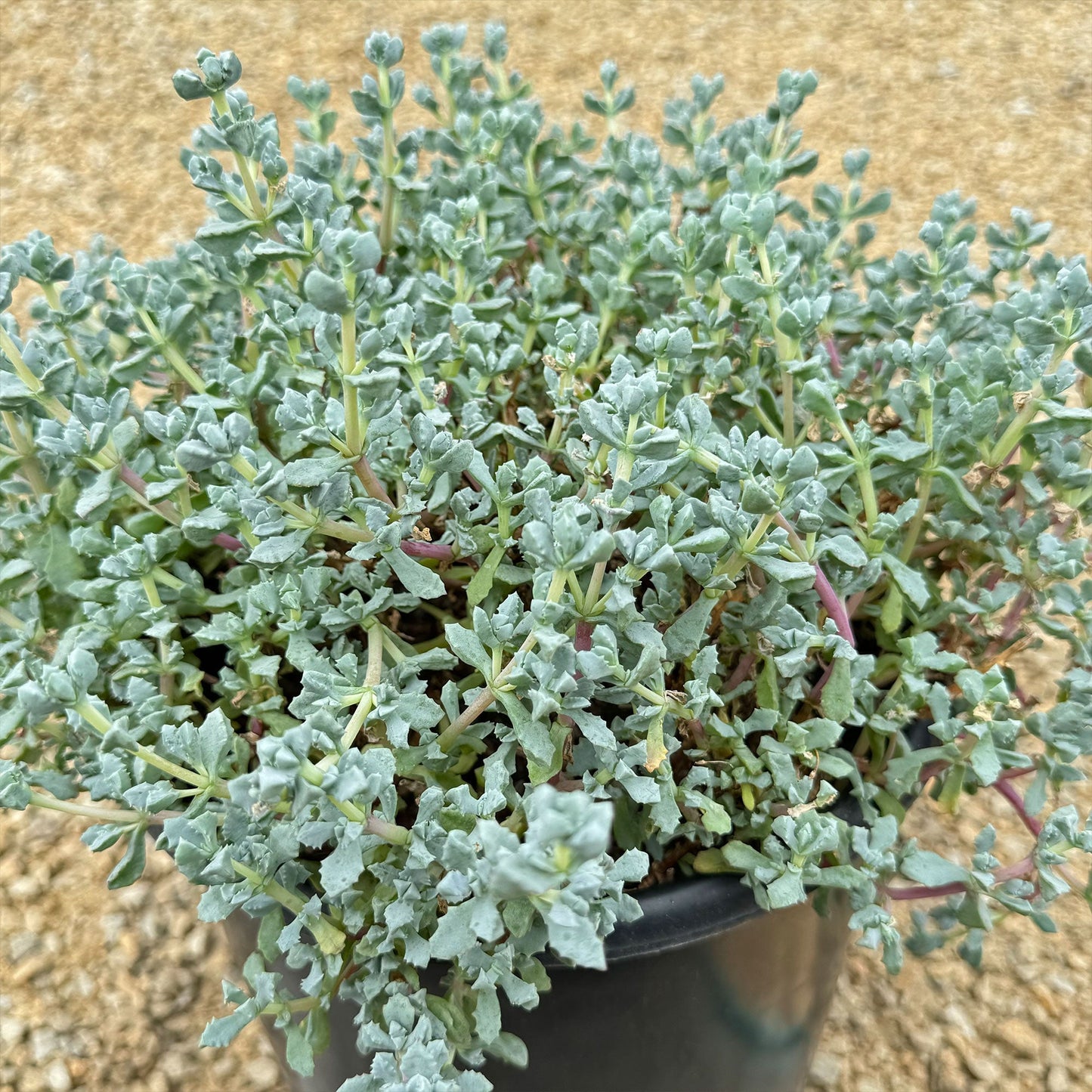 Pink Ice plant Succulent 'Oscularia deltoides'