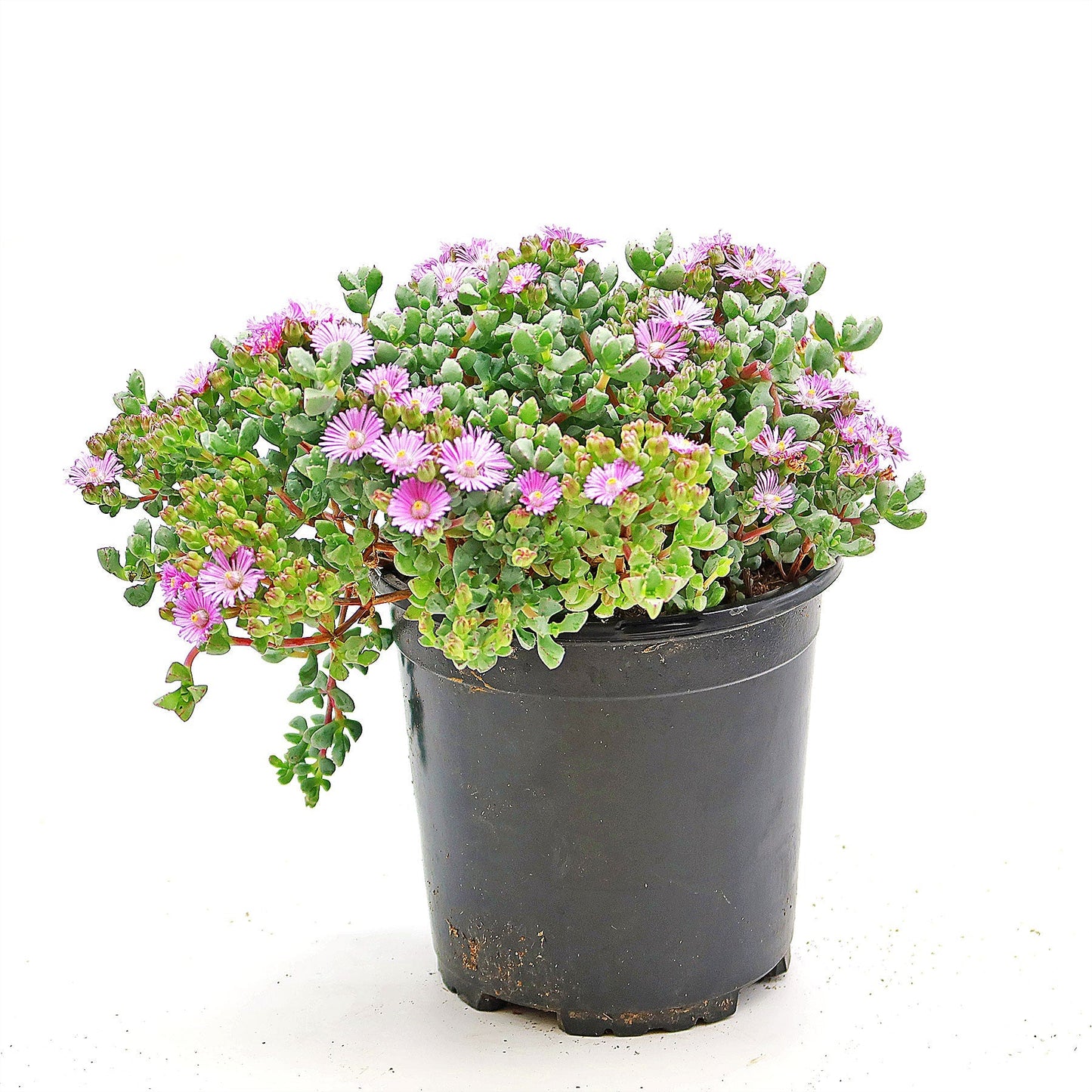 Pink Ice plant Succulent 'Oscularia deltoides'
