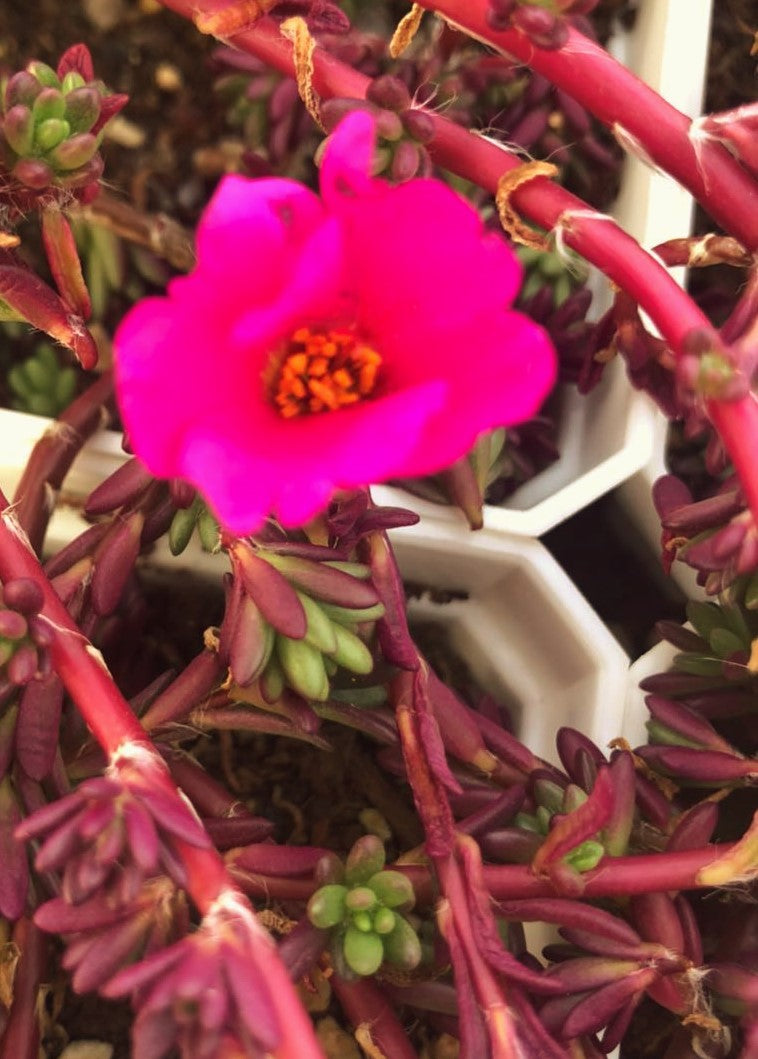 Portulaca gilliesii (10 x CUTTINGS)
