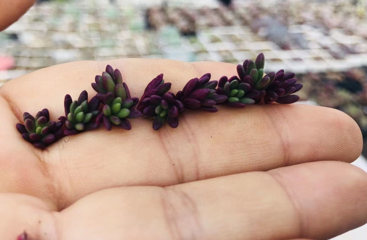 Portulaca gilliesii (10 x CUTTINGS)