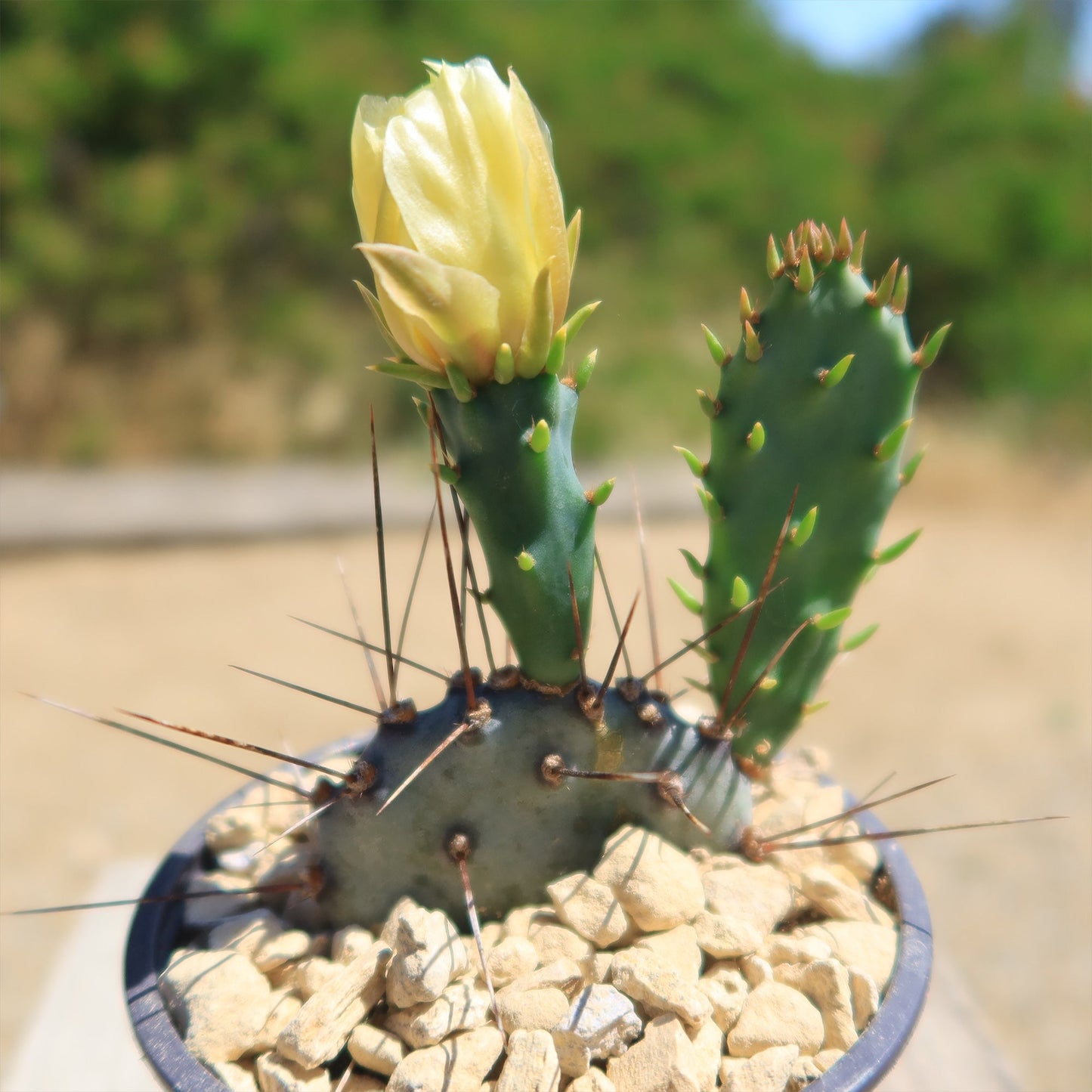 Purple Prickly Pear 'Opuntia macrocentra'