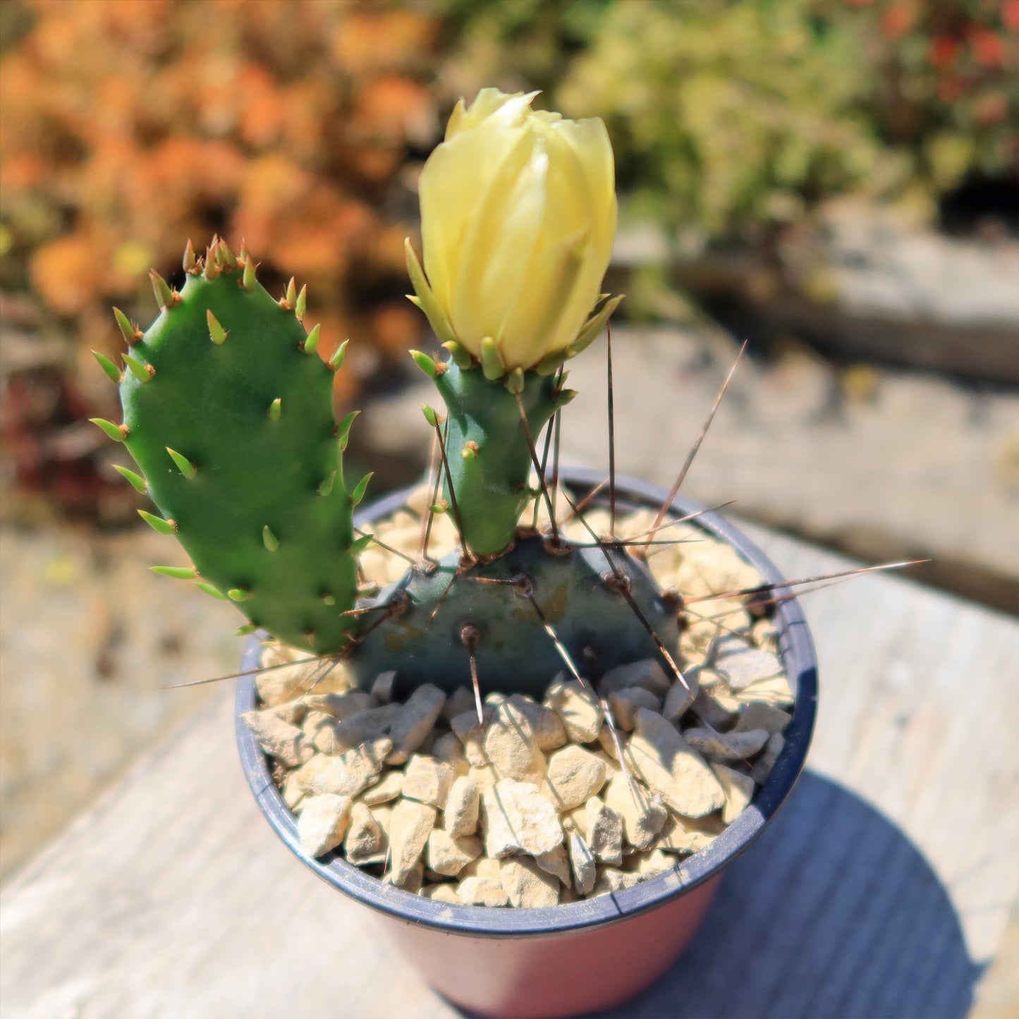 Purple Prickly Pear 'Opuntia macrocentra'