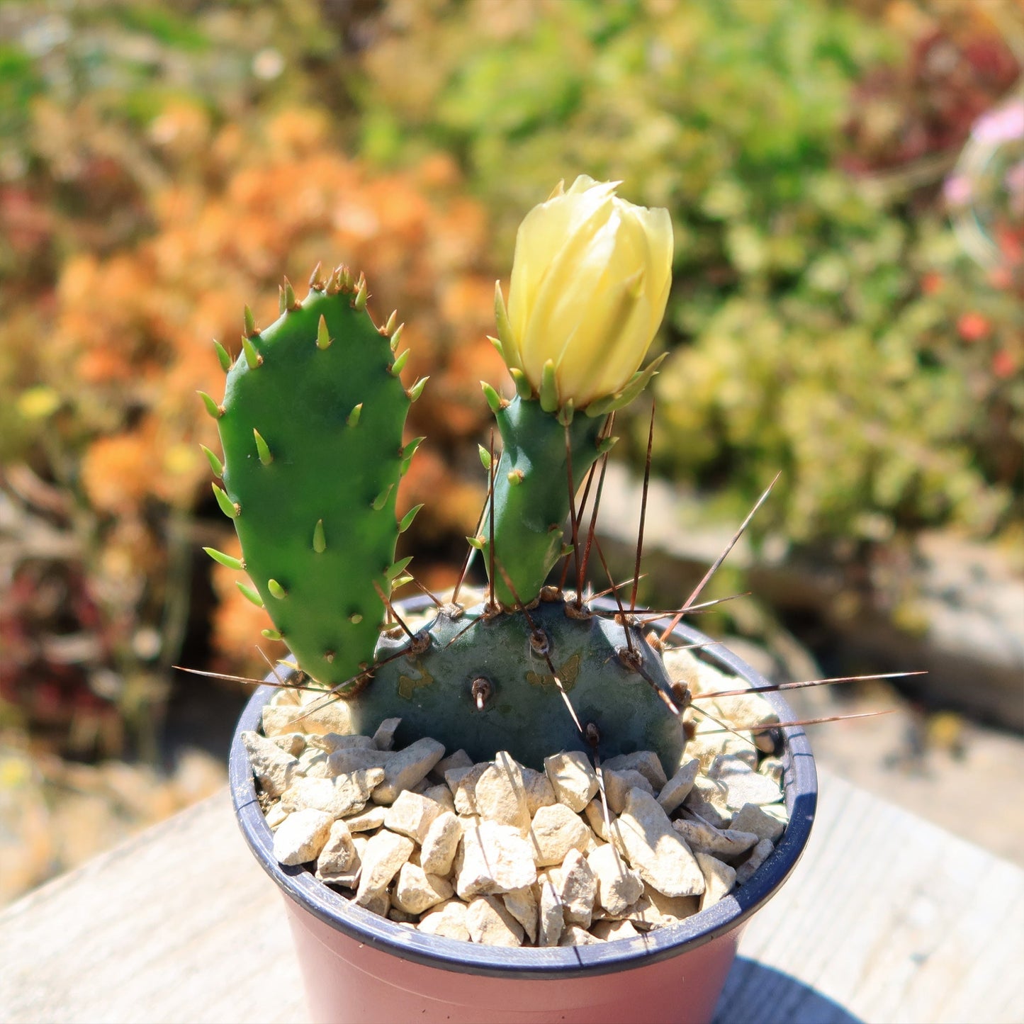 Purple Prickly Pear 'Opuntia macrocentra'