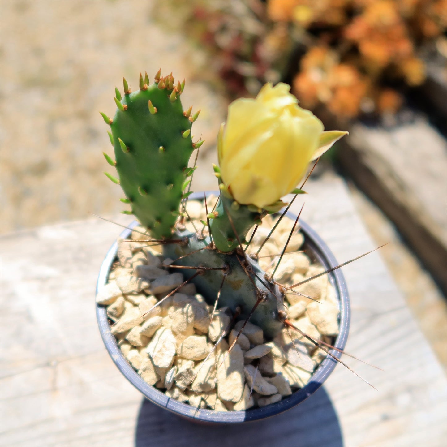 Purple Prickly Pear 'Opuntia macrocentra'