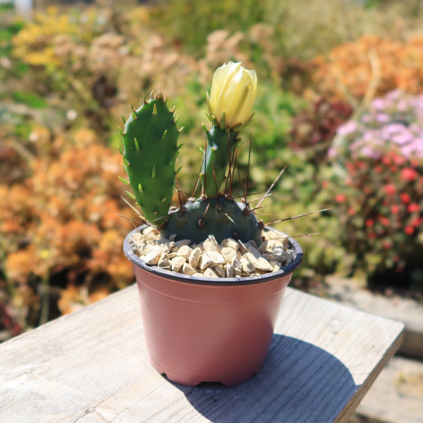 Purple Prickly Pear 'Opuntia macrocentra'