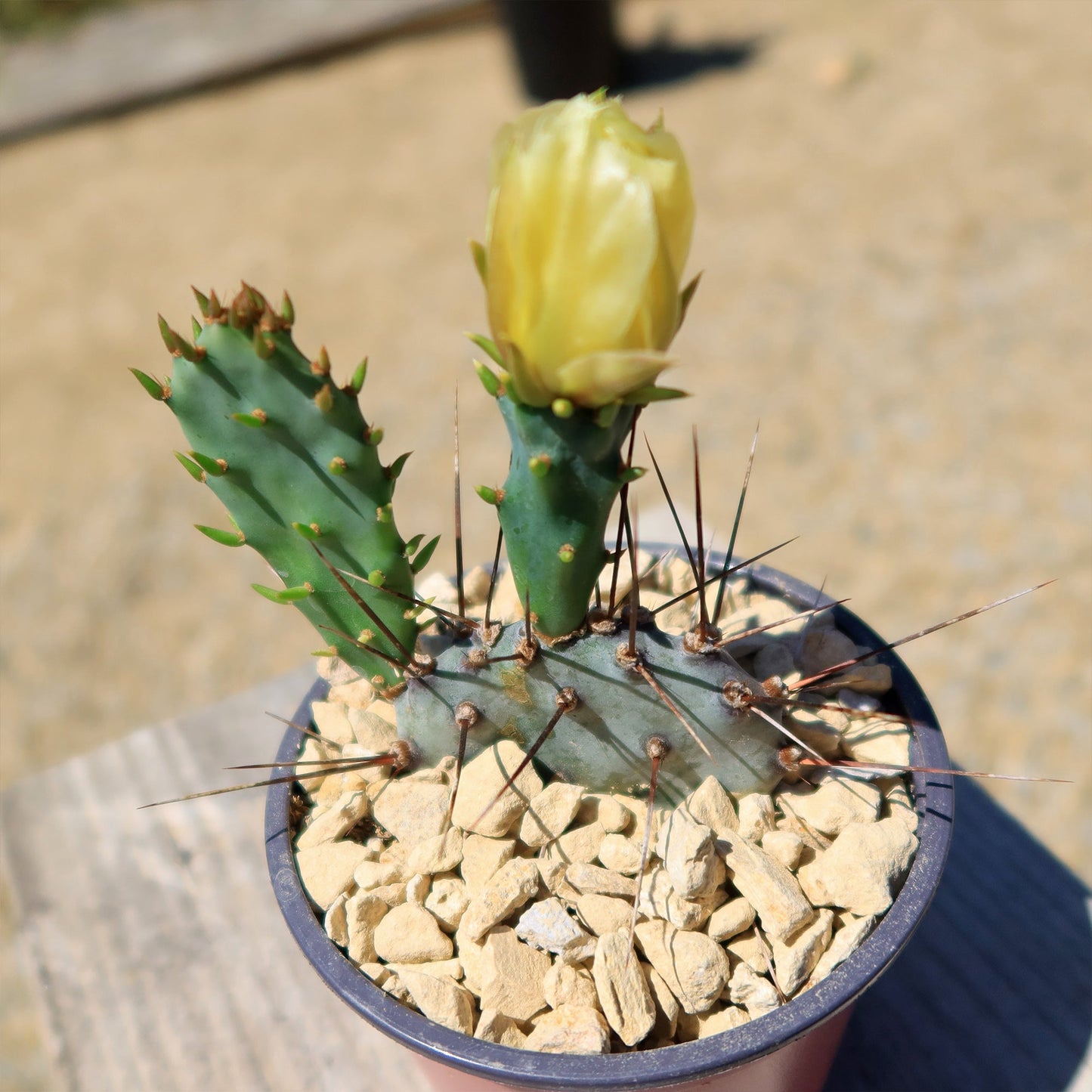 Purple Prickly Pear 'Opuntia macrocentra'