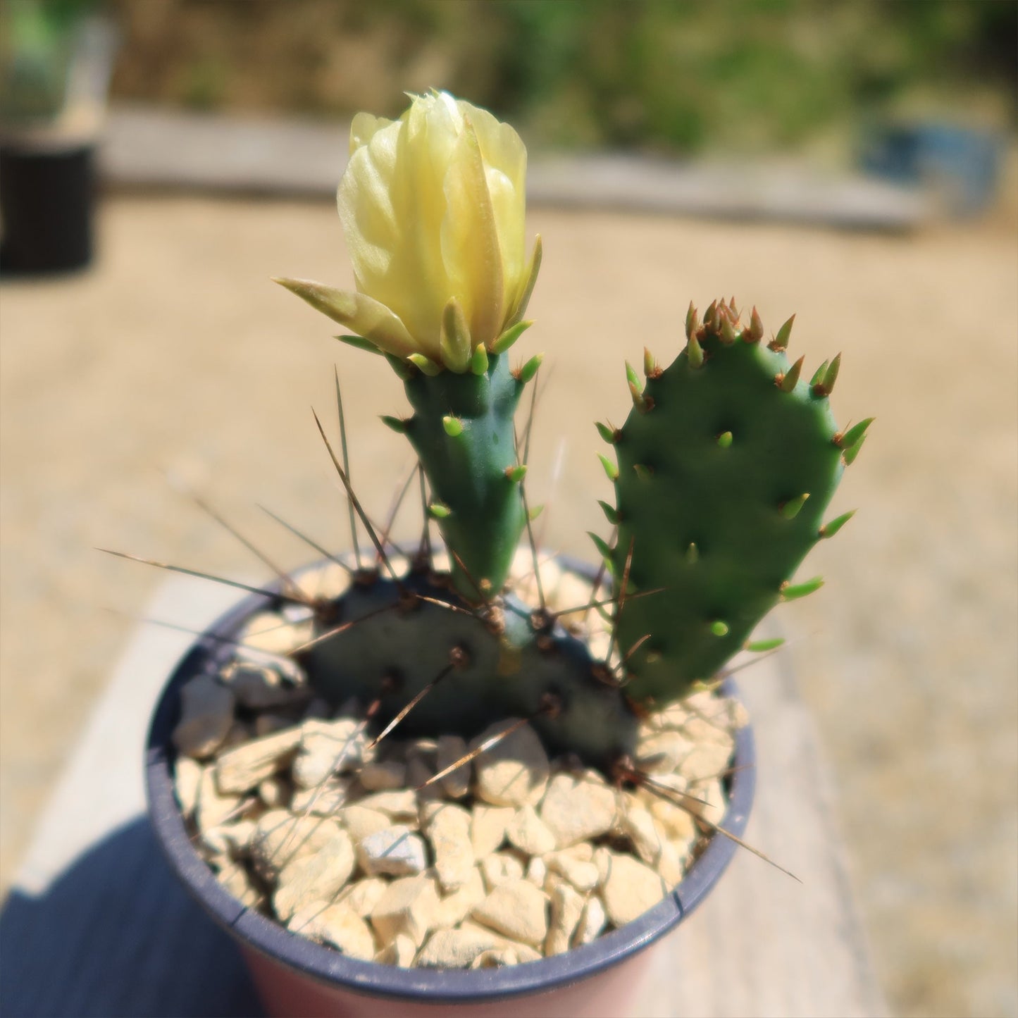 Purple Prickly Pear 'Opuntia macrocentra'