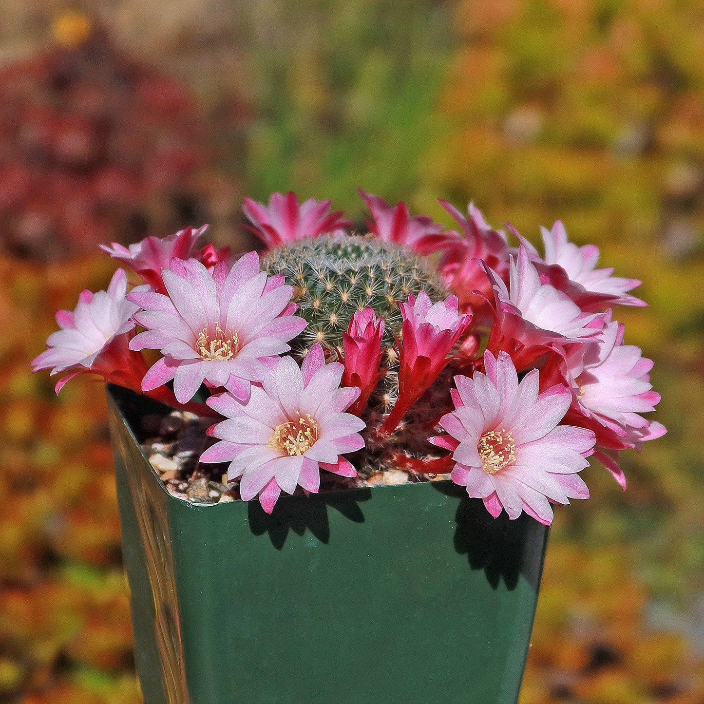 Rebutia Carnival