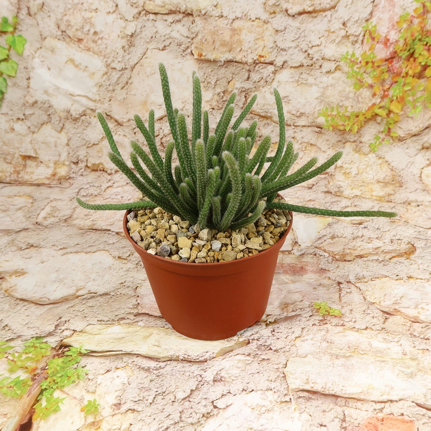 Rhipsalis horrida
