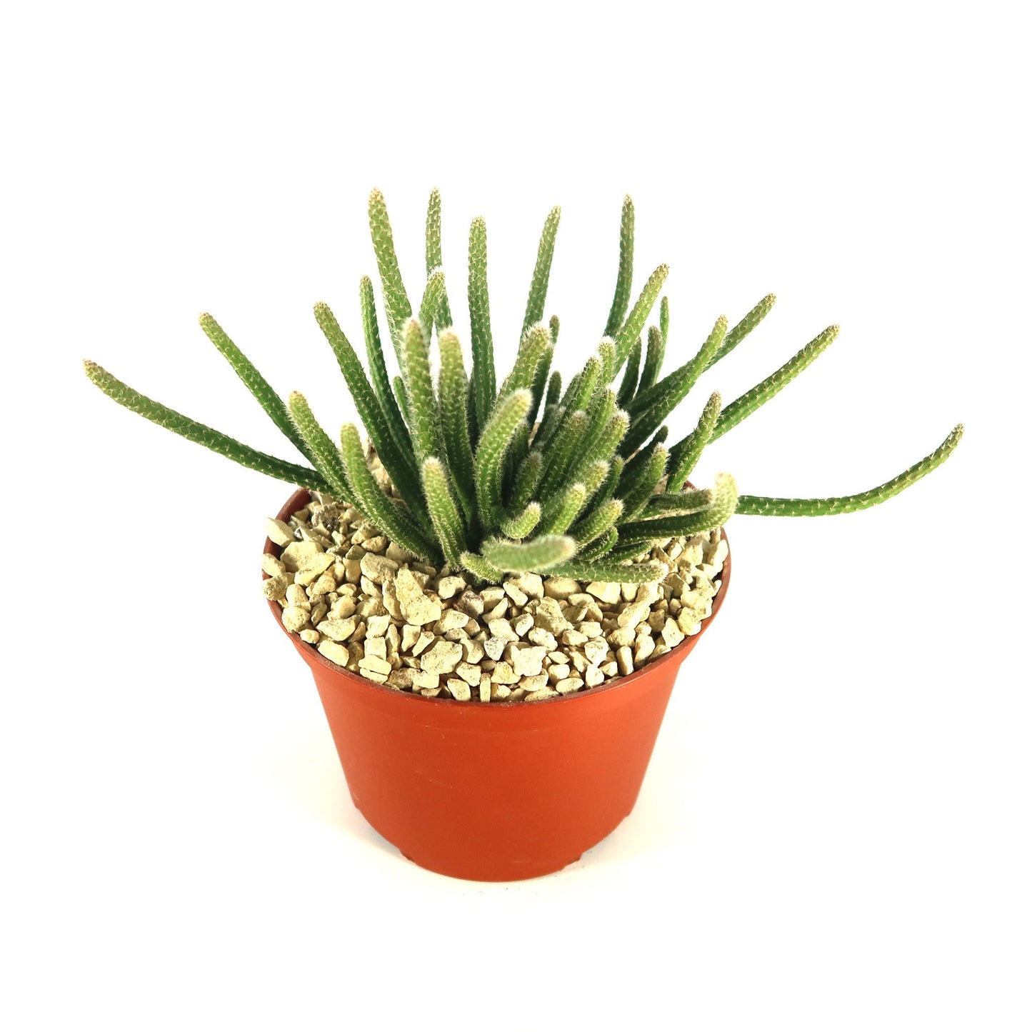 Rhipsalis horrida