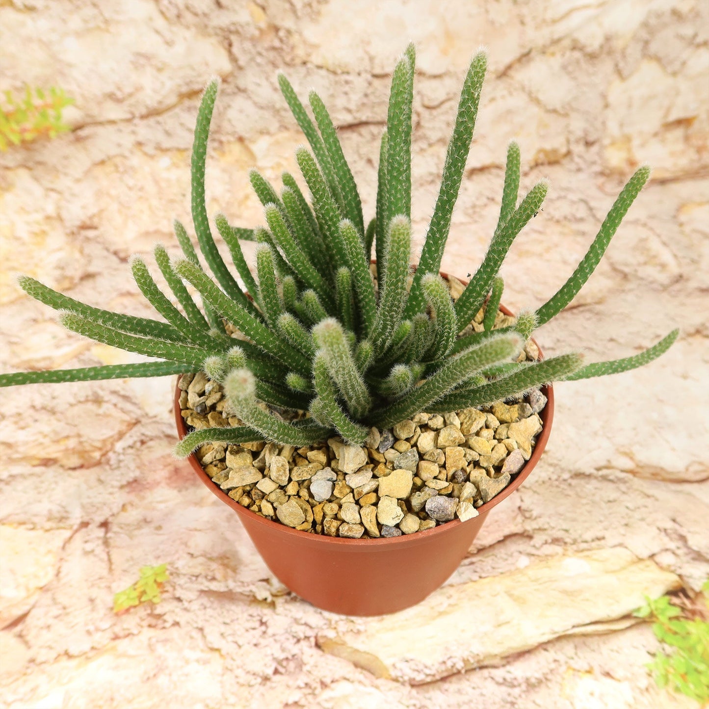 Rhipsalis horrida