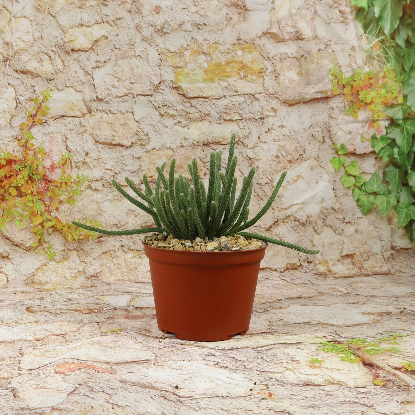 Rhipsalis horrida