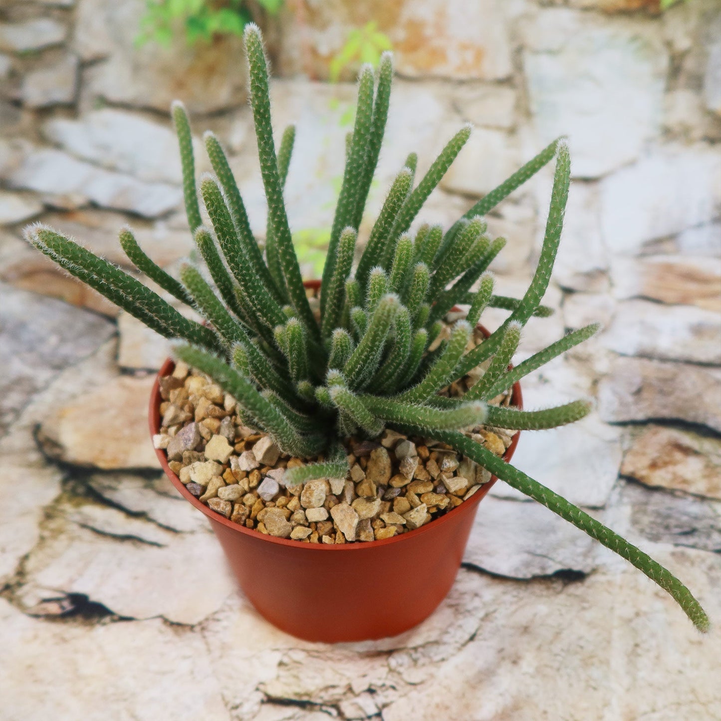 Rhipsalis horrida