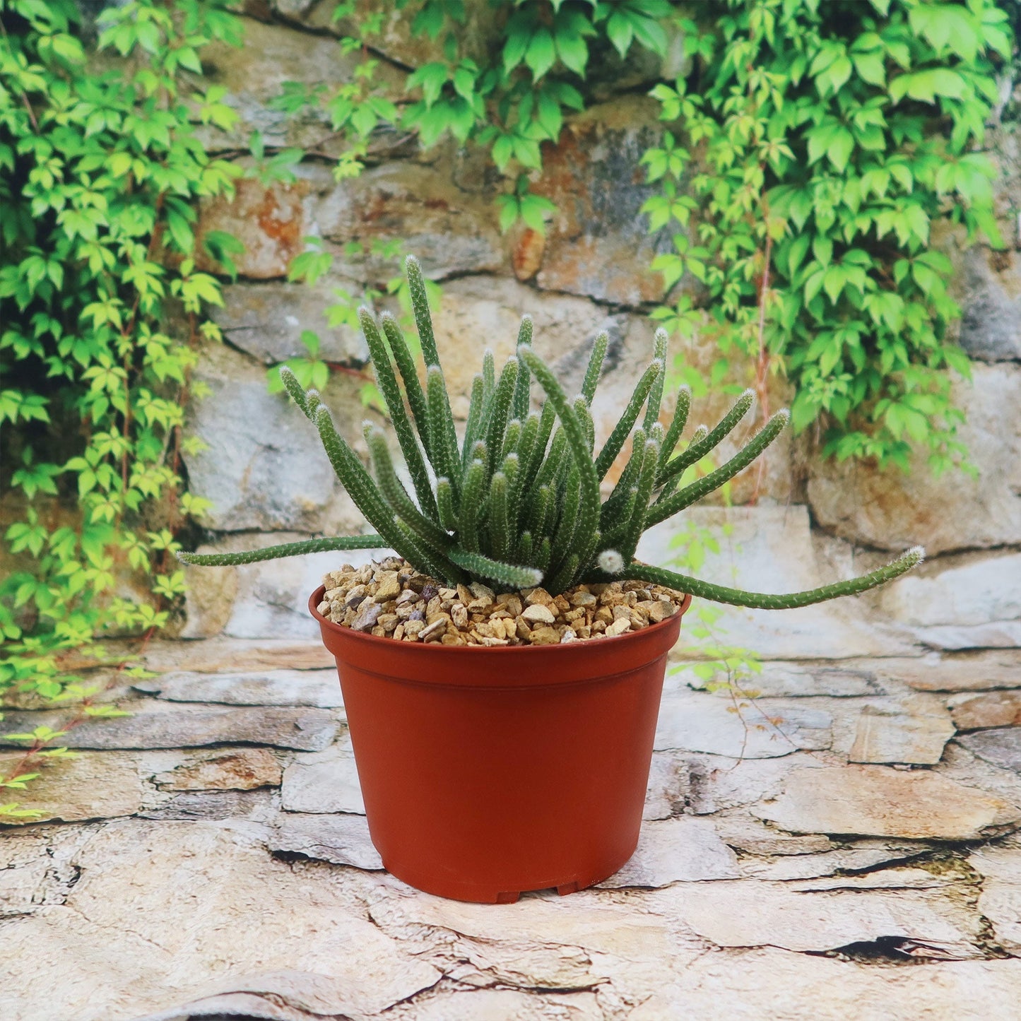 Rhipsalis horrida