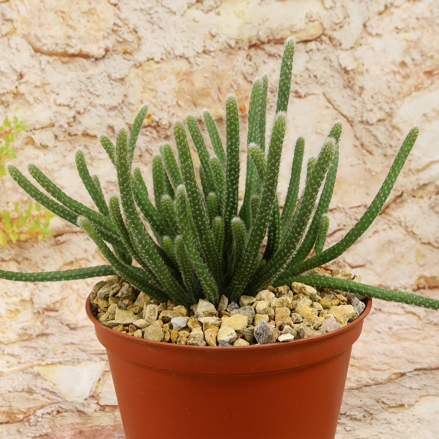 Rhipsalis horrida