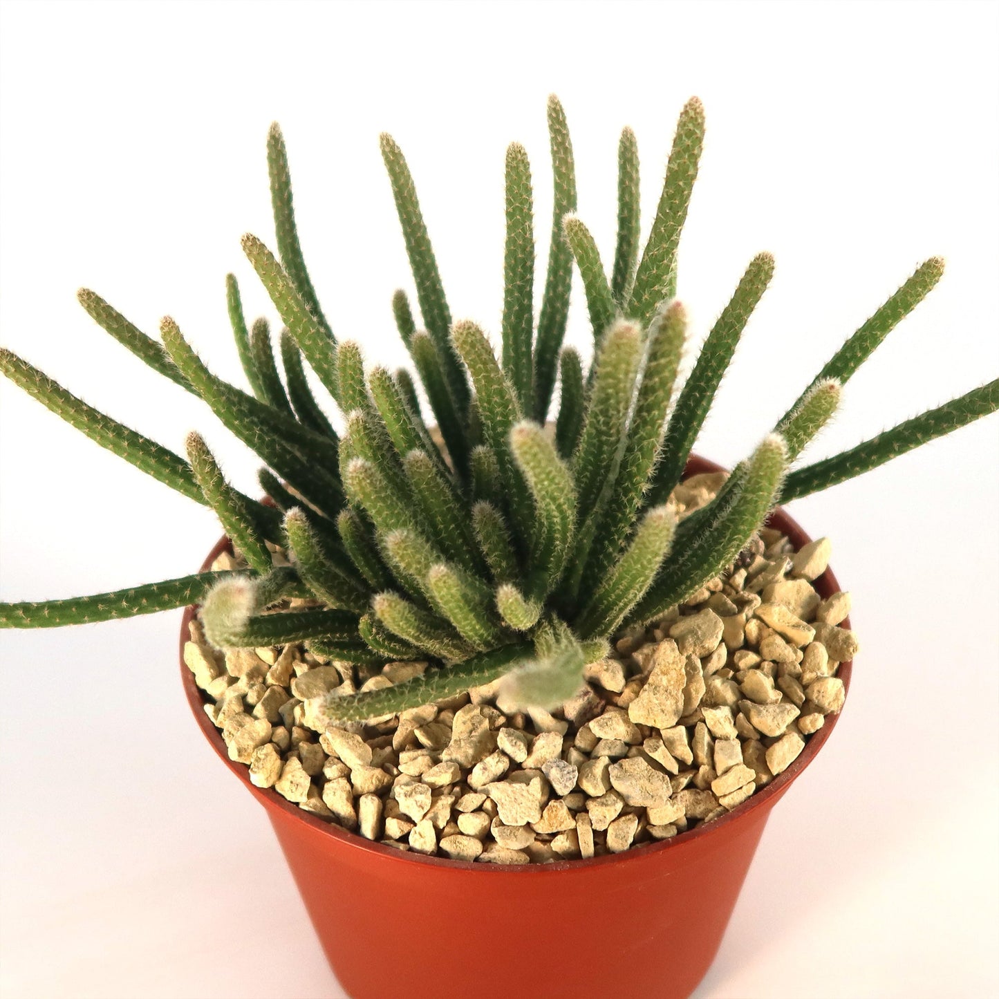 Rhipsalis horrida