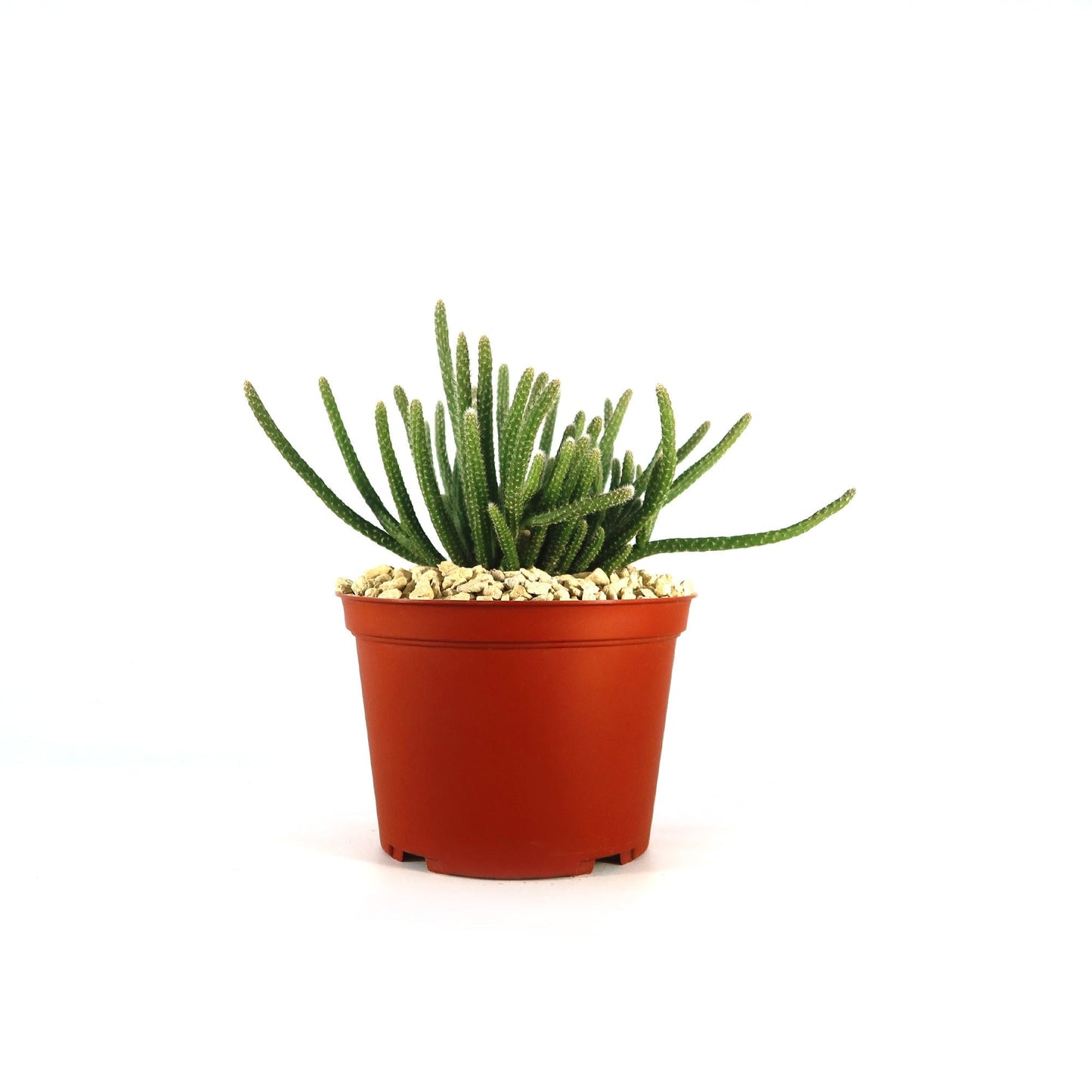 Rhipsalis horrida