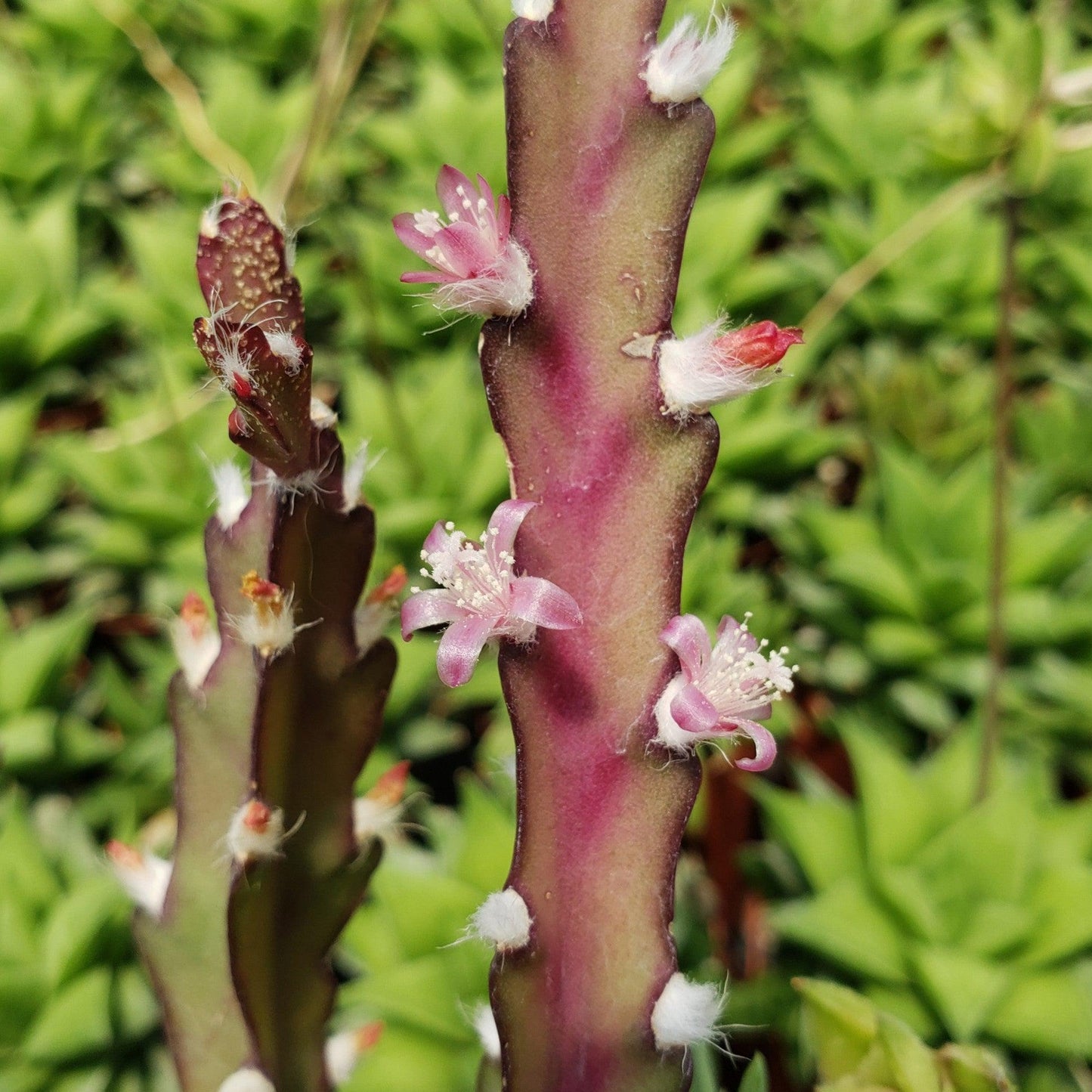 Hurricane Cactus 'Lepismium Cruciforme'