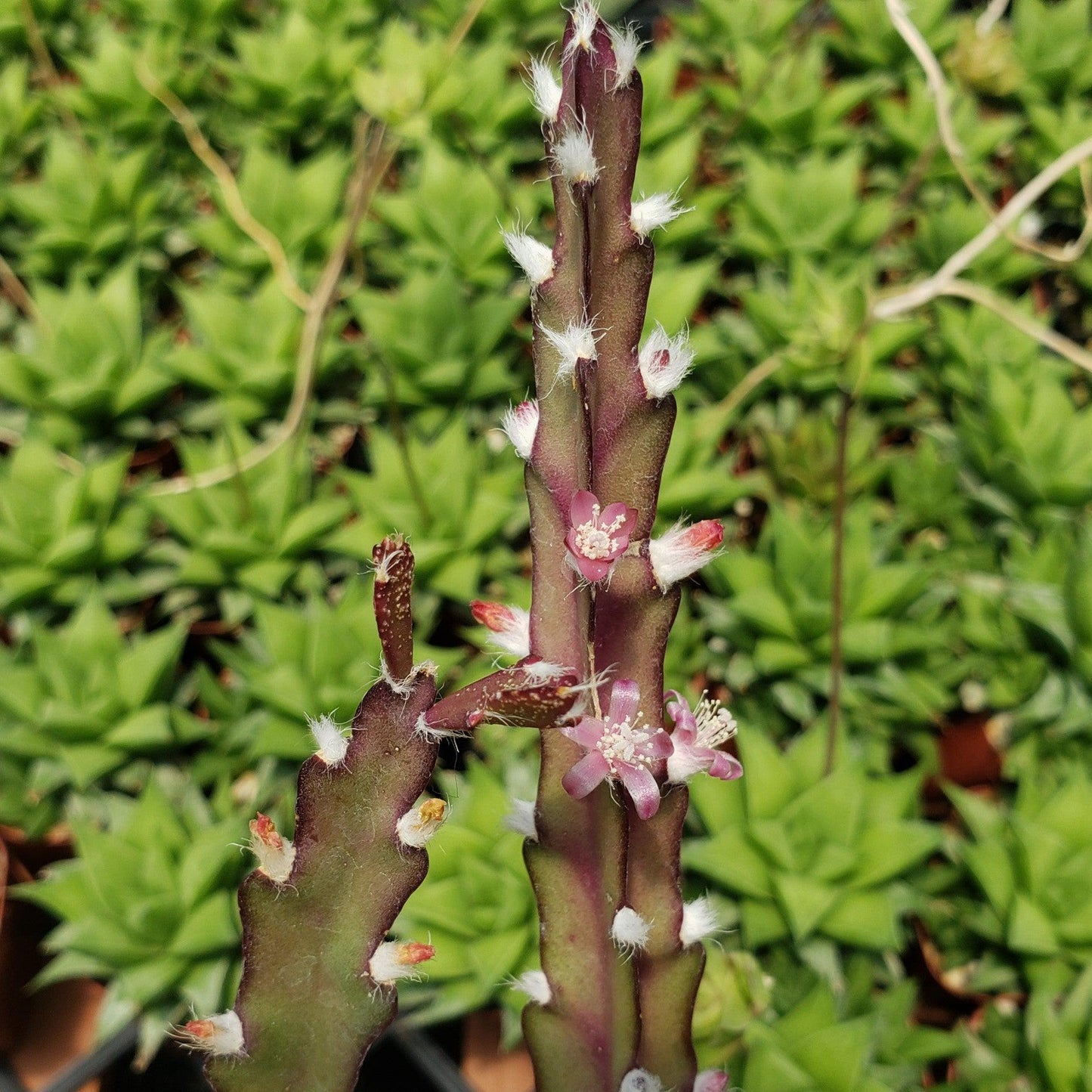 Hurricane Cactus 'Lepismium Cruciforme'
