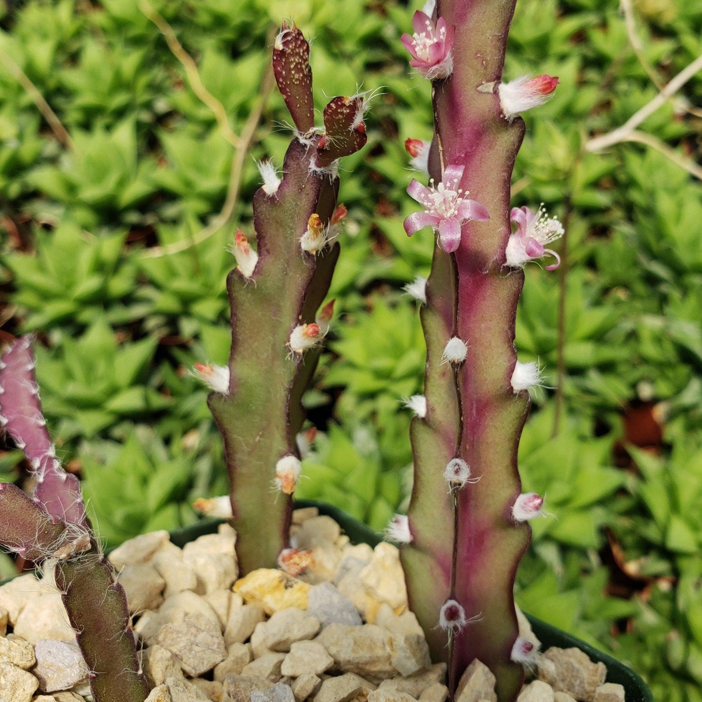 Hurricane Cactus 'Lepismium Cruciforme'