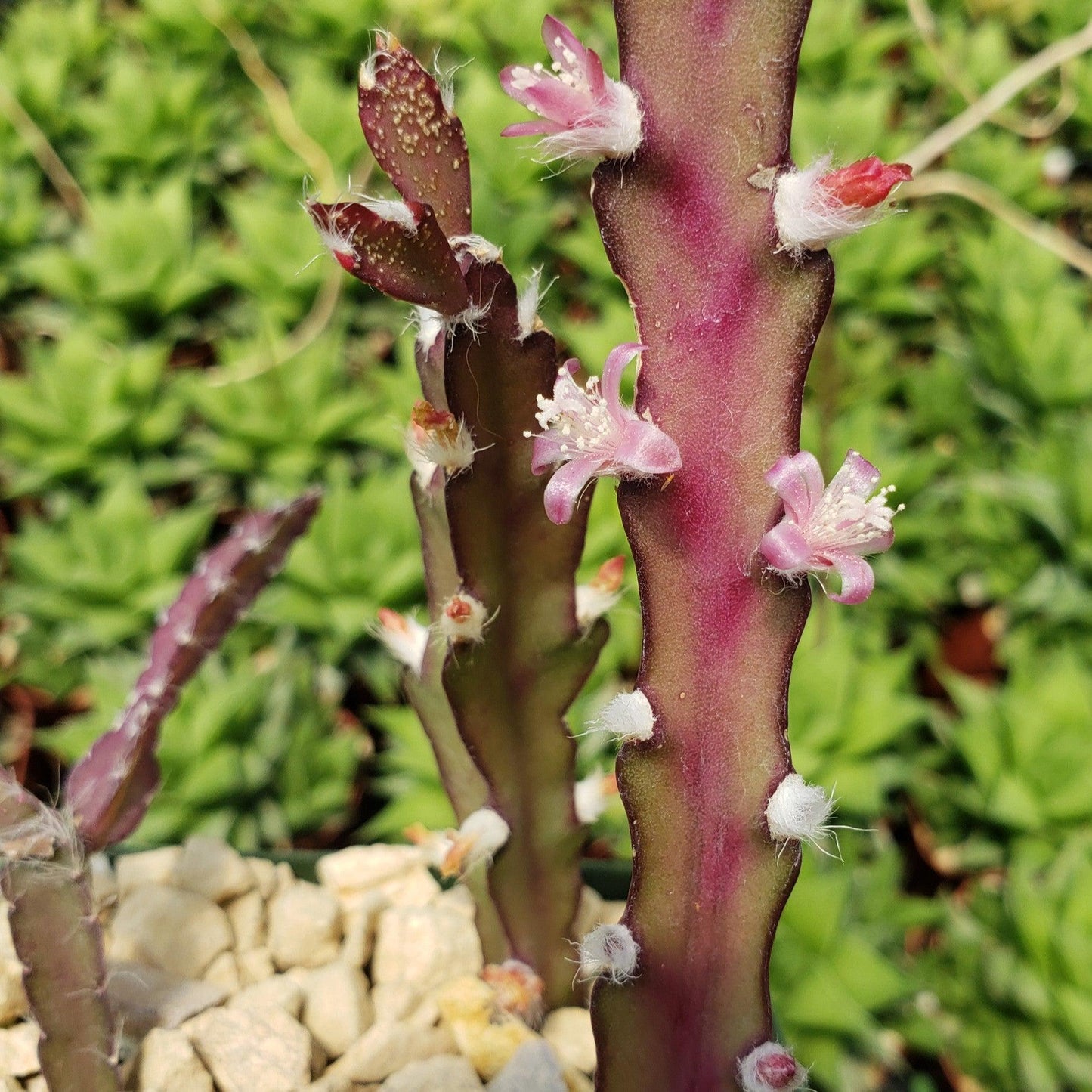 Hurricane Cactus 'Lepismium Cruciforme'