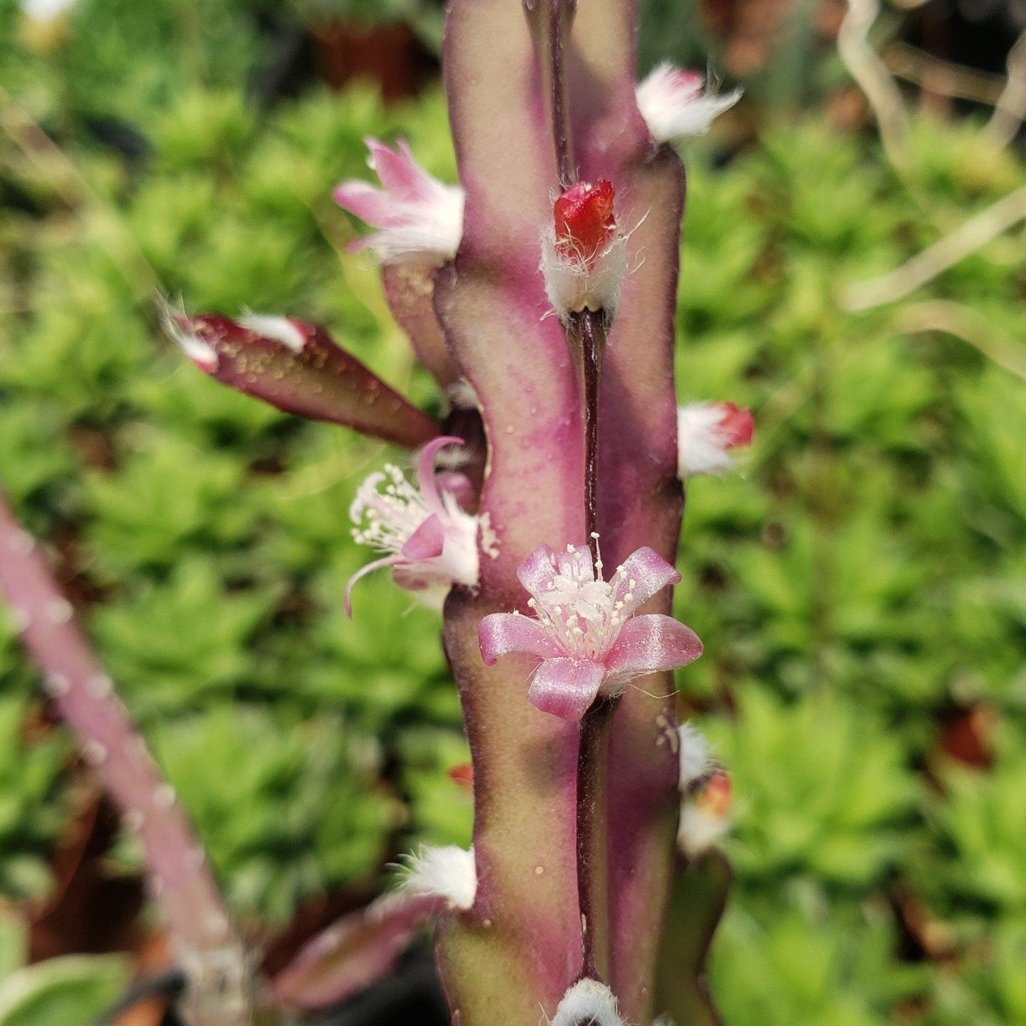 Hurricane Cactus 'Lepismium Cruciforme'