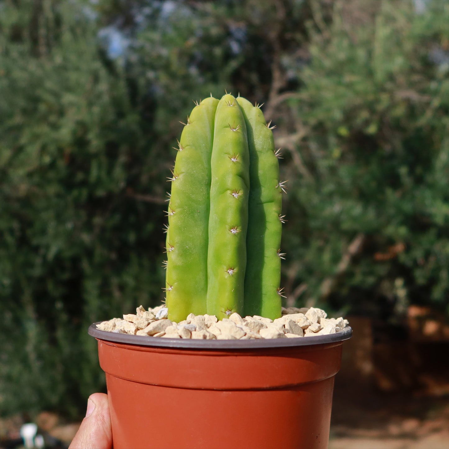 San Pedro Cactus 'Echinopsis pachanoi'