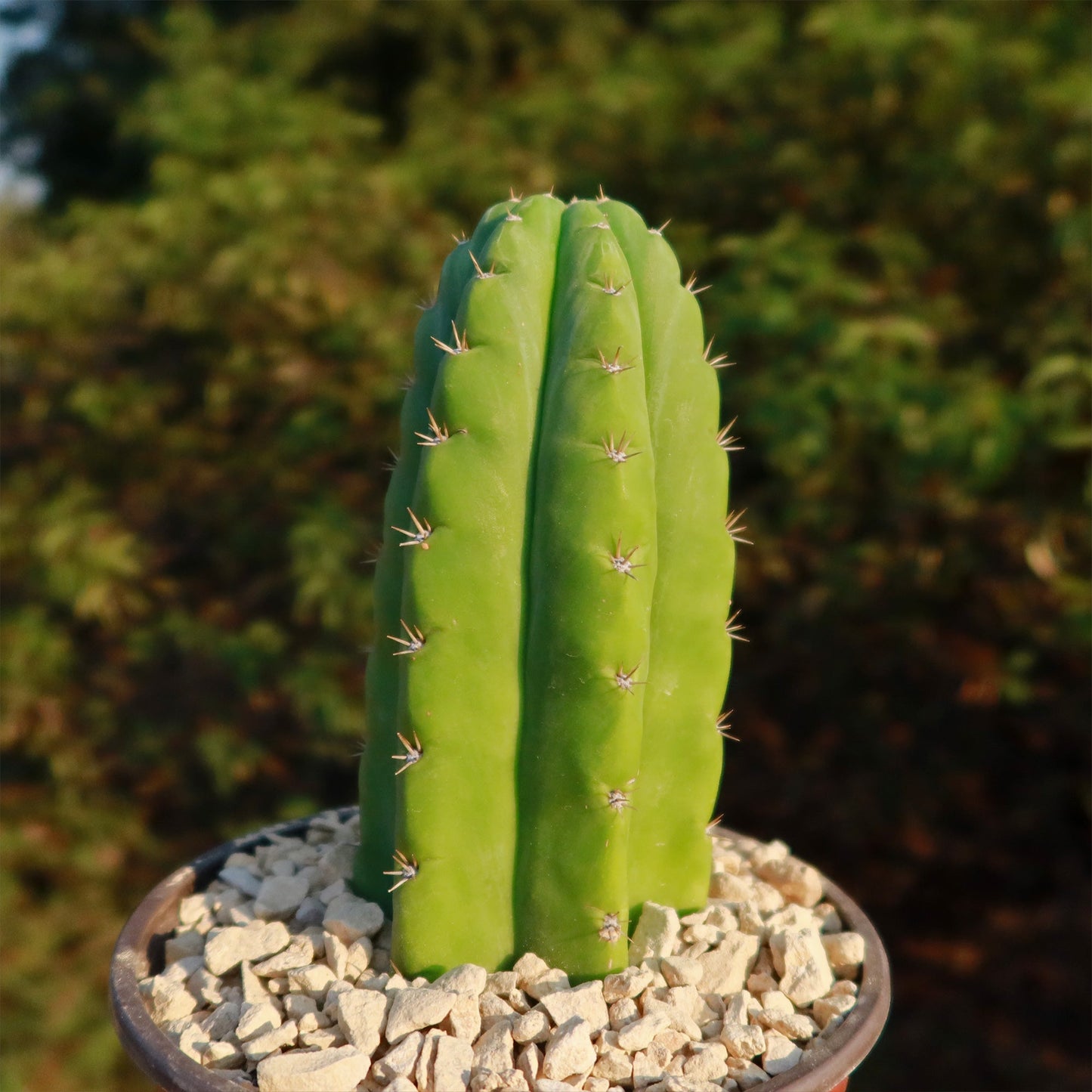 San Pedro Cactus 'Echinopsis pachanoi'
