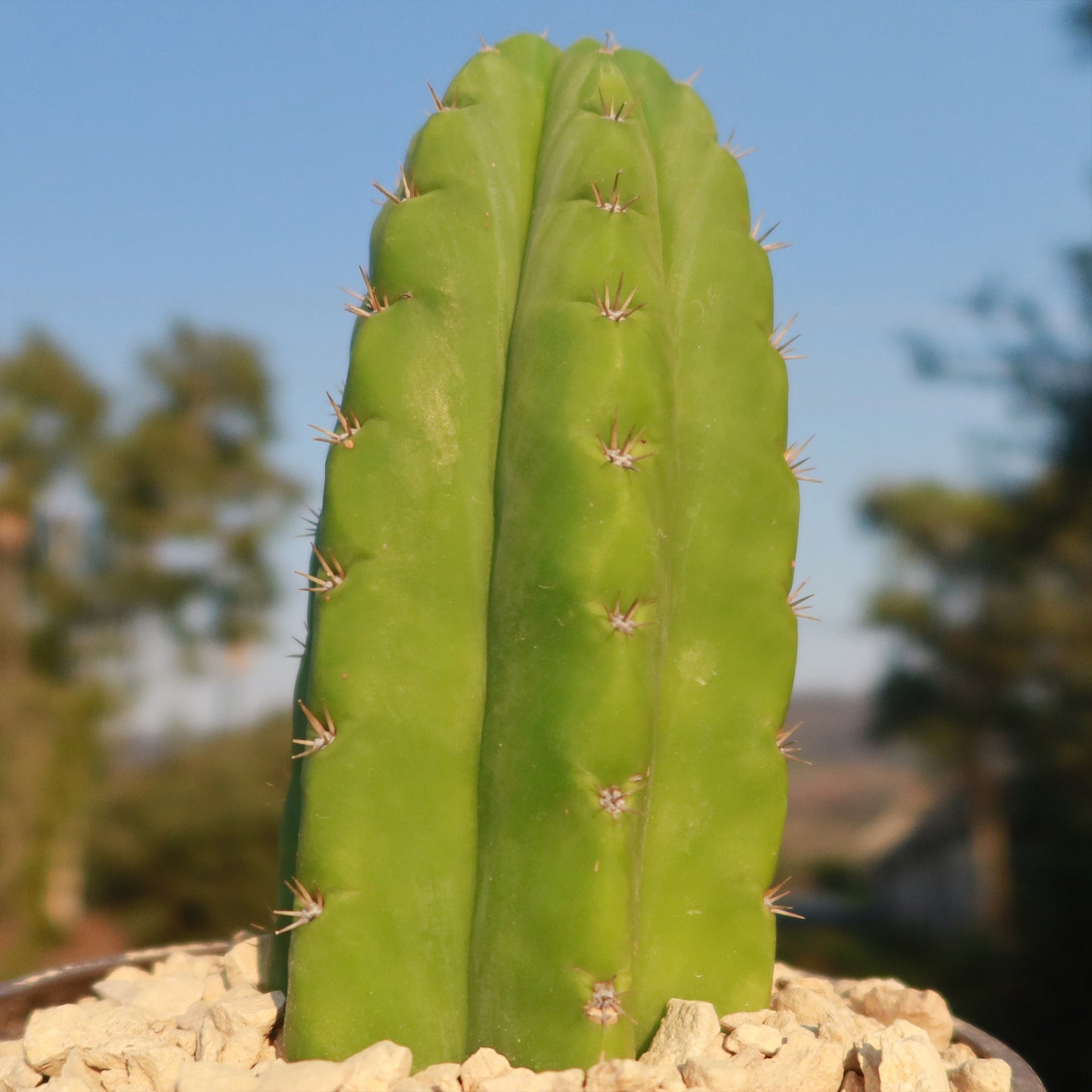 San Pedro Cactus 'Echinopsis pachanoi'