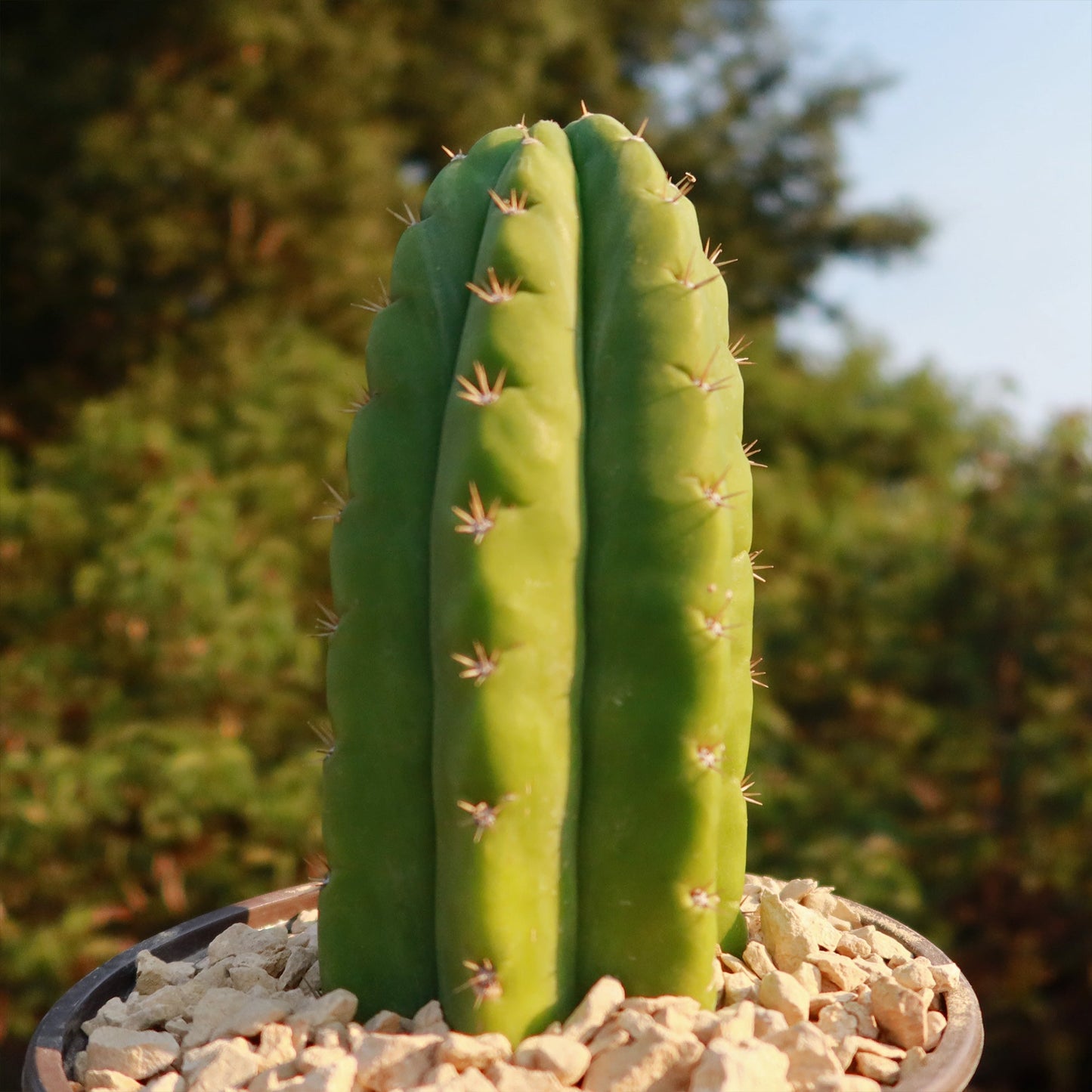 San Pedro Cactus 'Echinopsis pachanoi'