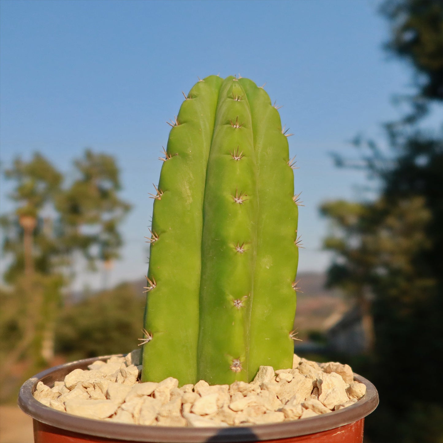 San Pedro Cactus 'Echinopsis pachanoi'