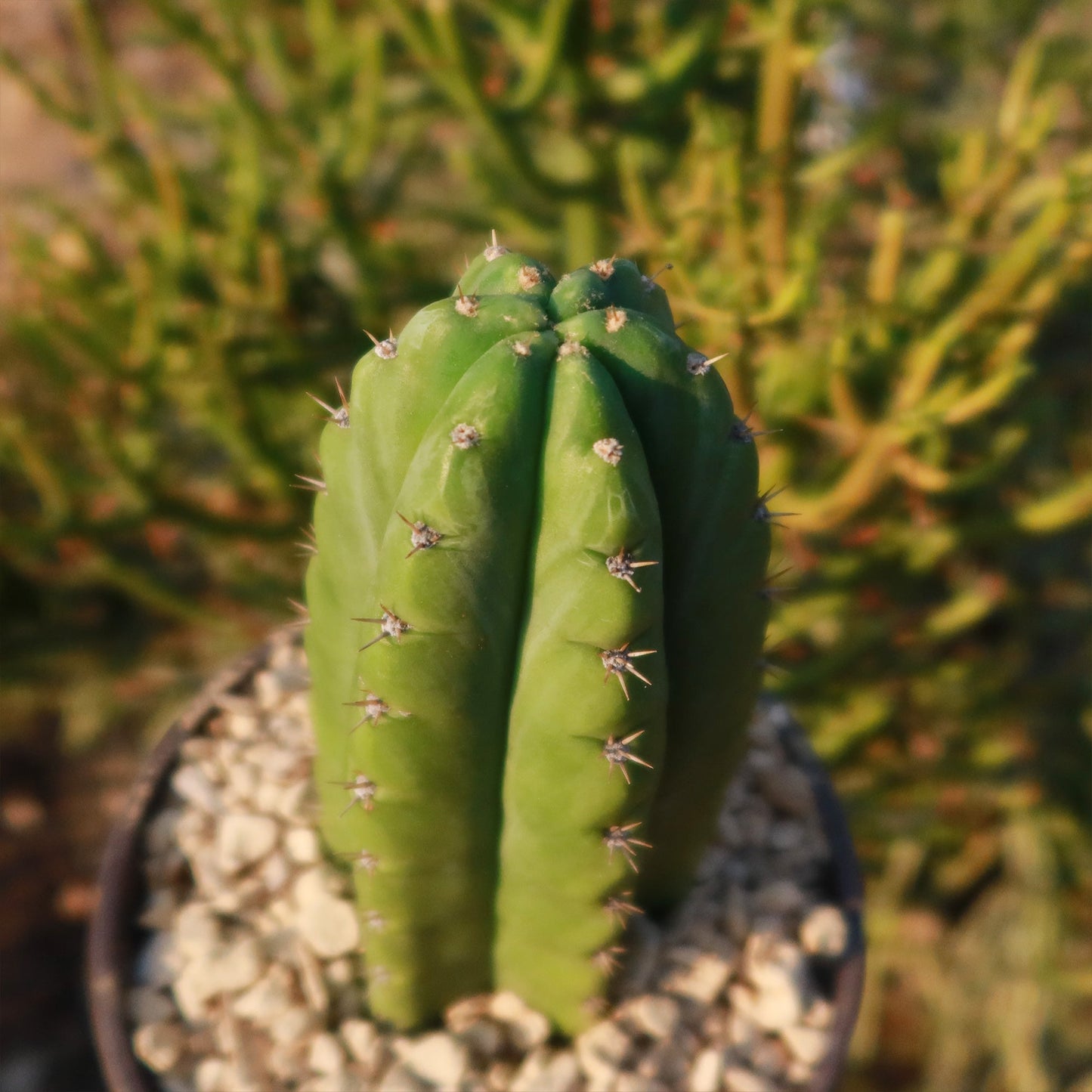 San Pedro Cactus 'Echinopsis pachanoi'