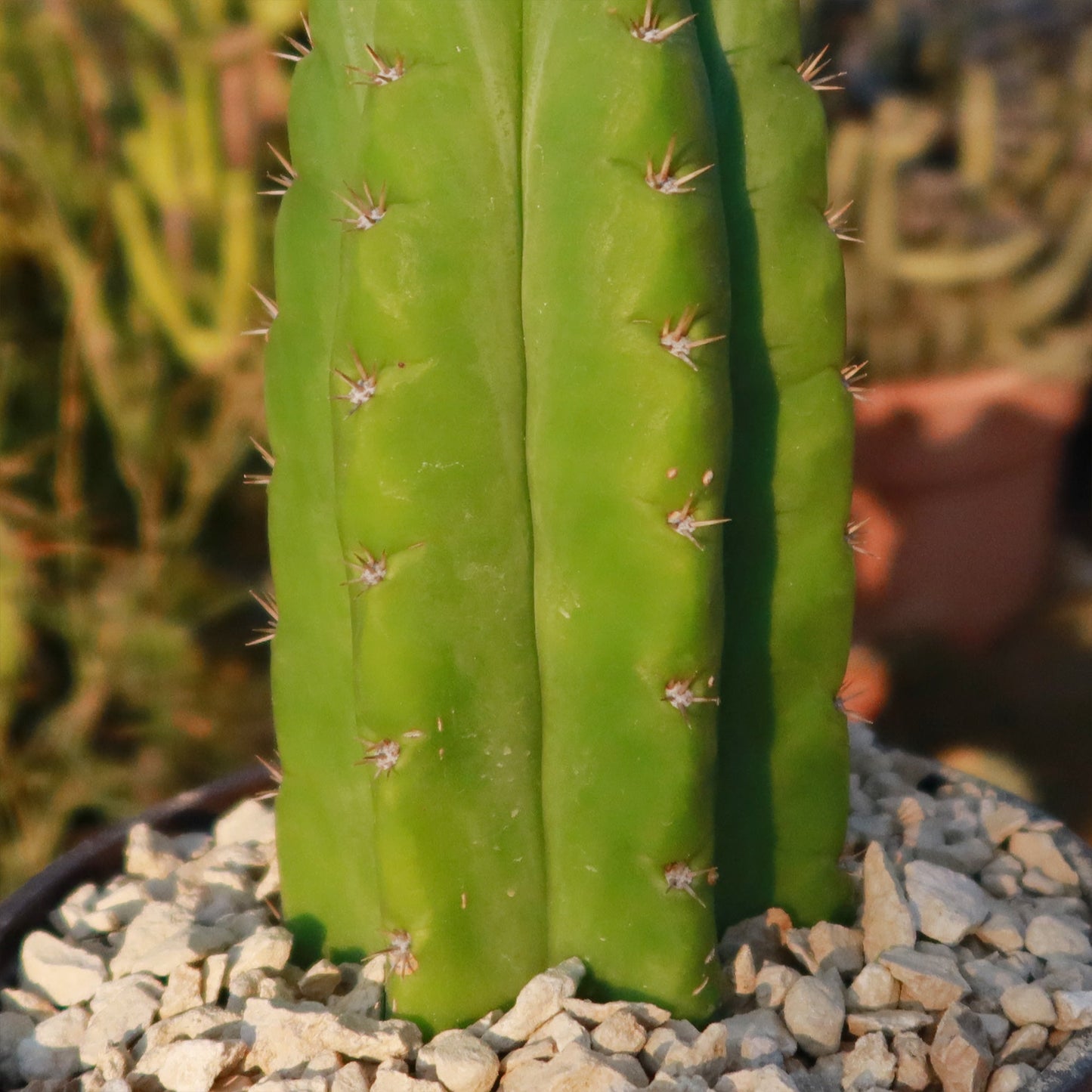 San Pedro Cactus 'Echinopsis pachanoi'
