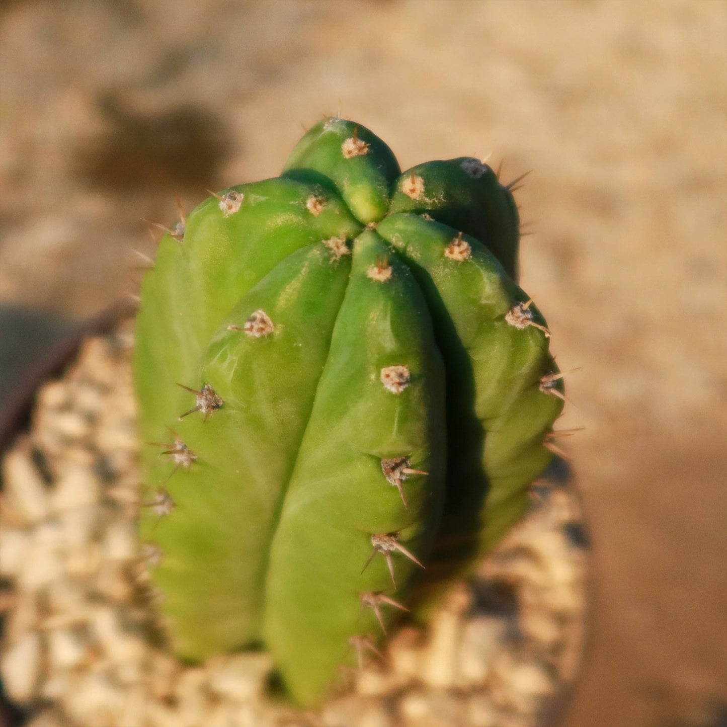 San Pedro Cactus 'Echinopsis pachanoi'