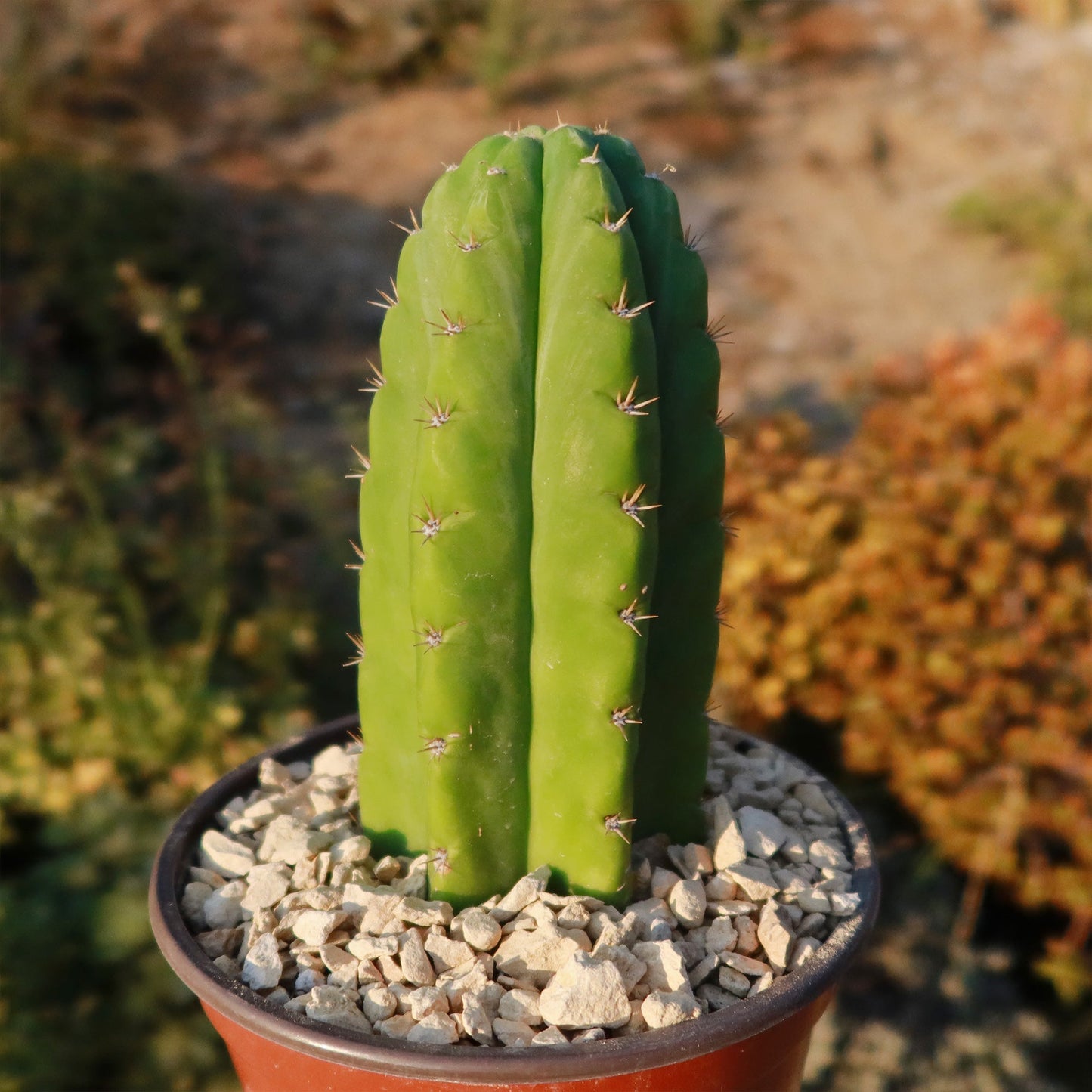 San Pedro Cactus 'Echinopsis pachanoi'
