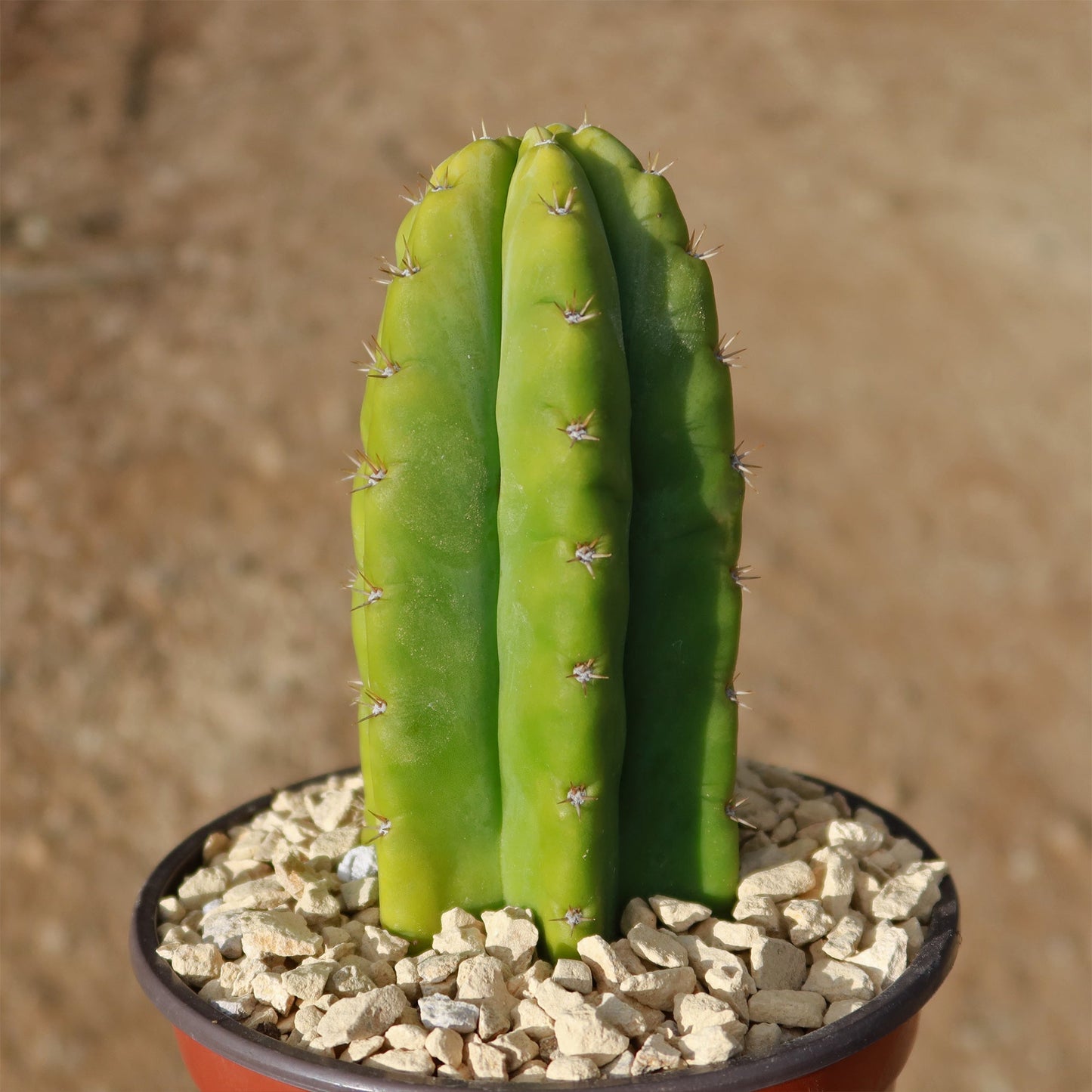 San Pedro Cactus 'Echinopsis pachanoi'