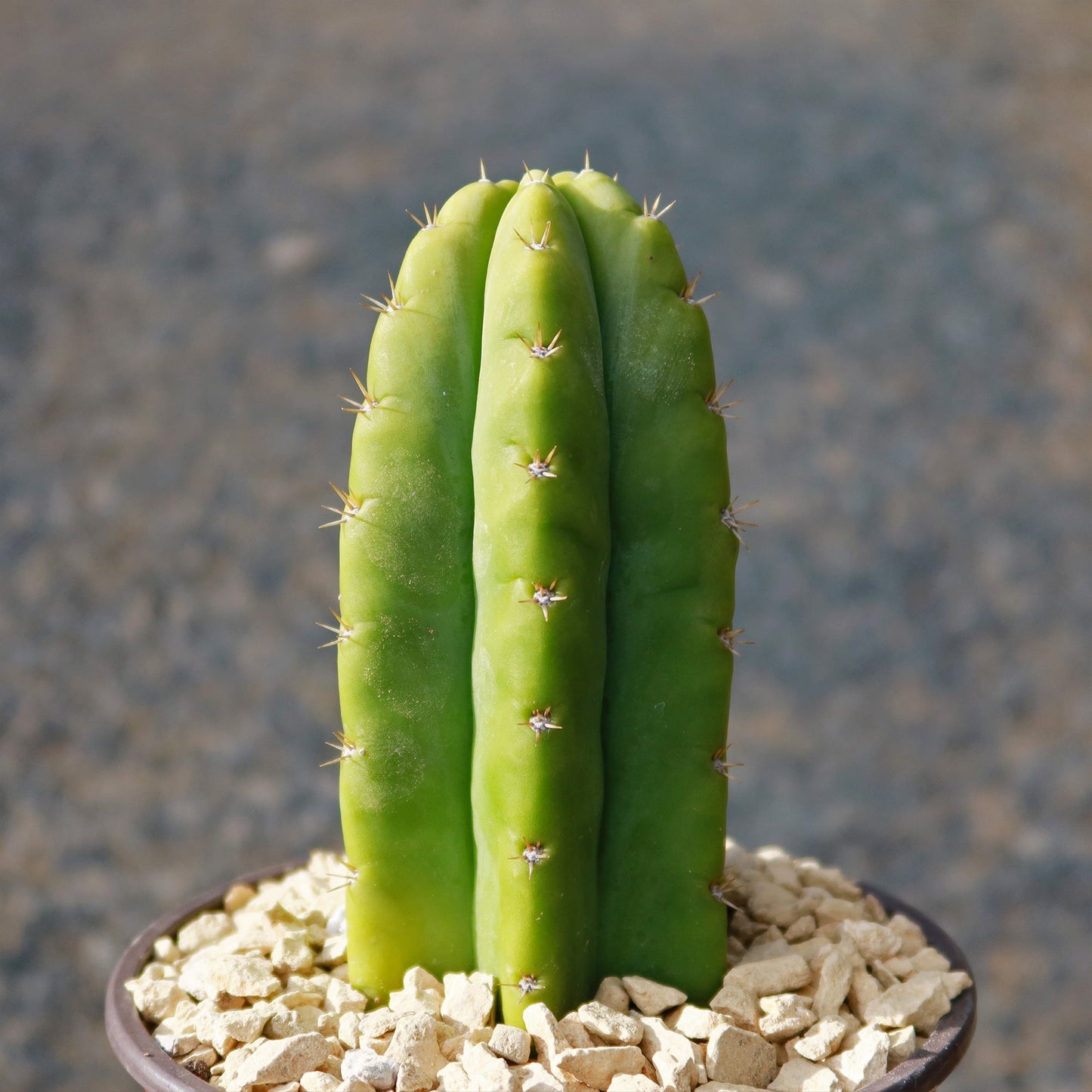 San Pedro Cactus 'Echinopsis pachanoi'