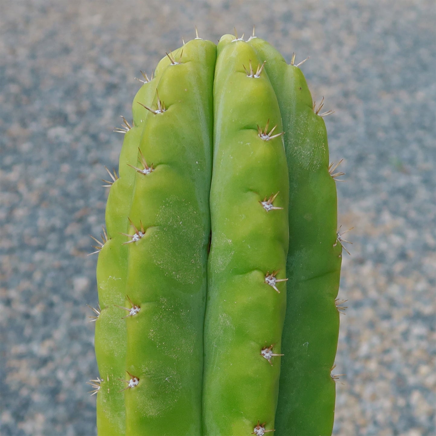 San Pedro Cactus 'Echinopsis pachanoi'