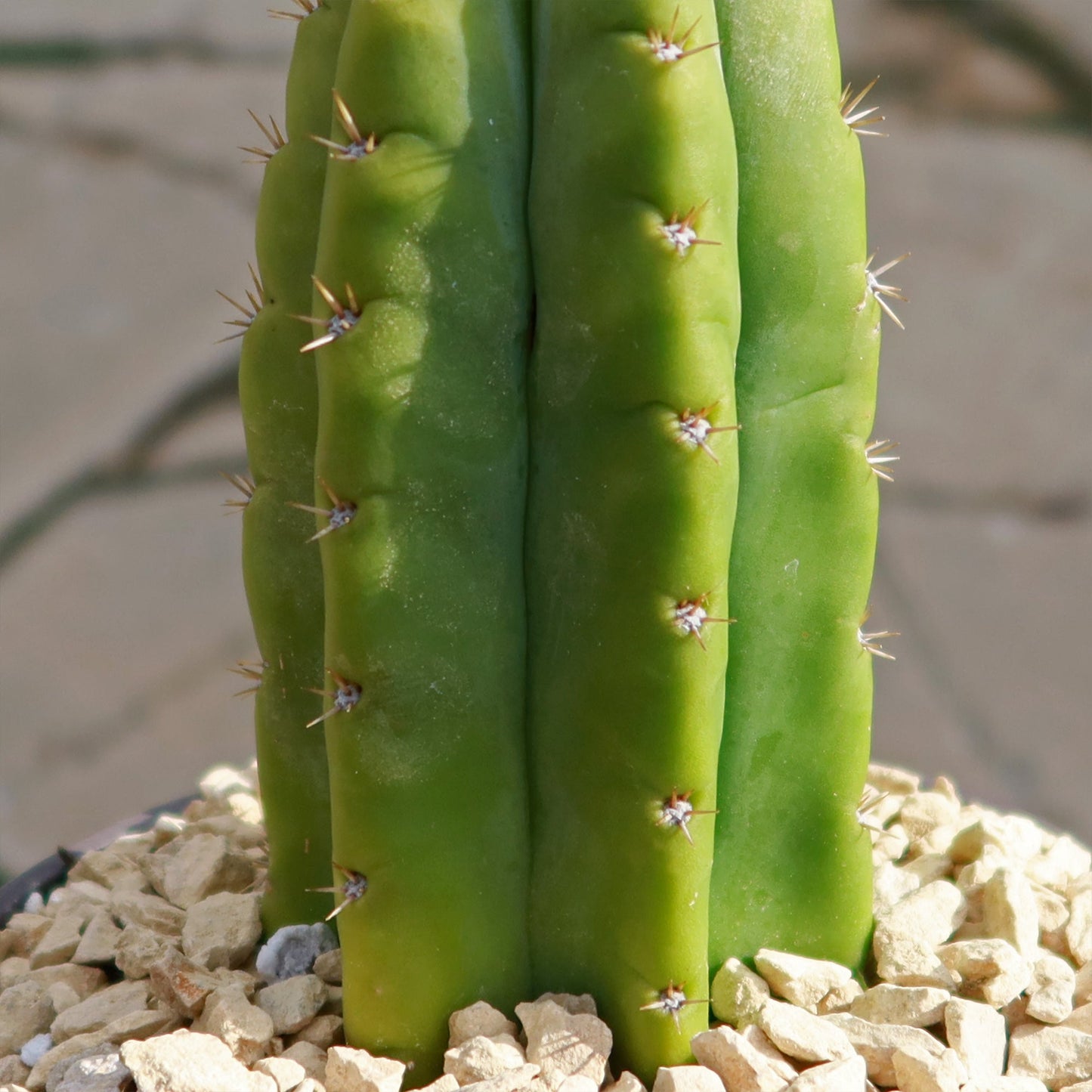 San Pedro Cactus 'Echinopsis pachanoi'