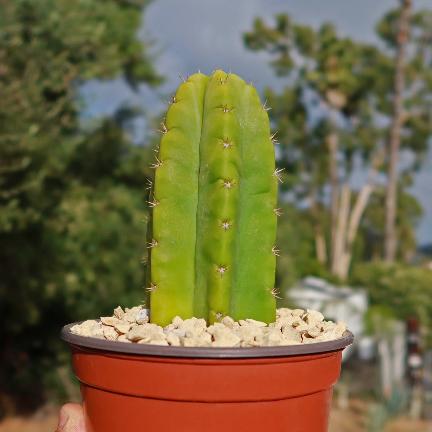 San Pedro Cactus 'Echinopsis pachanoi'