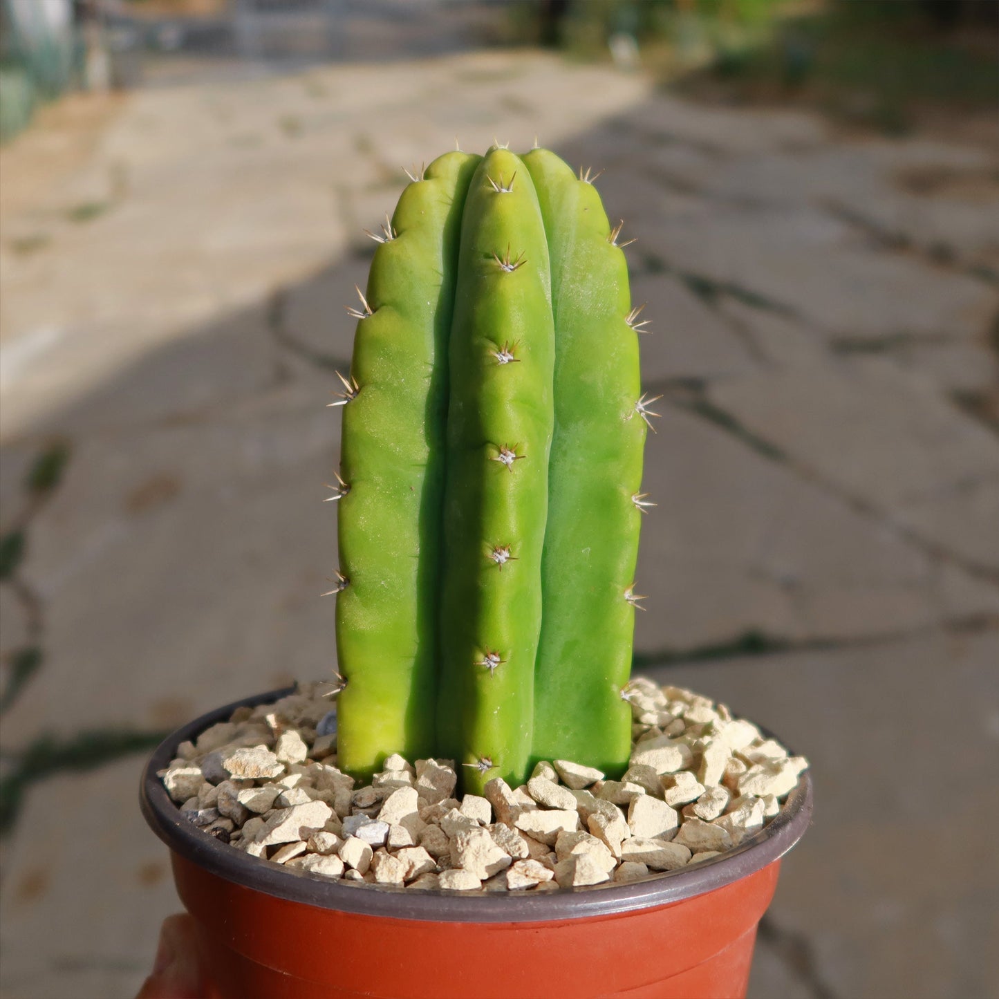 San Pedro Cactus 'Echinopsis pachanoi'
